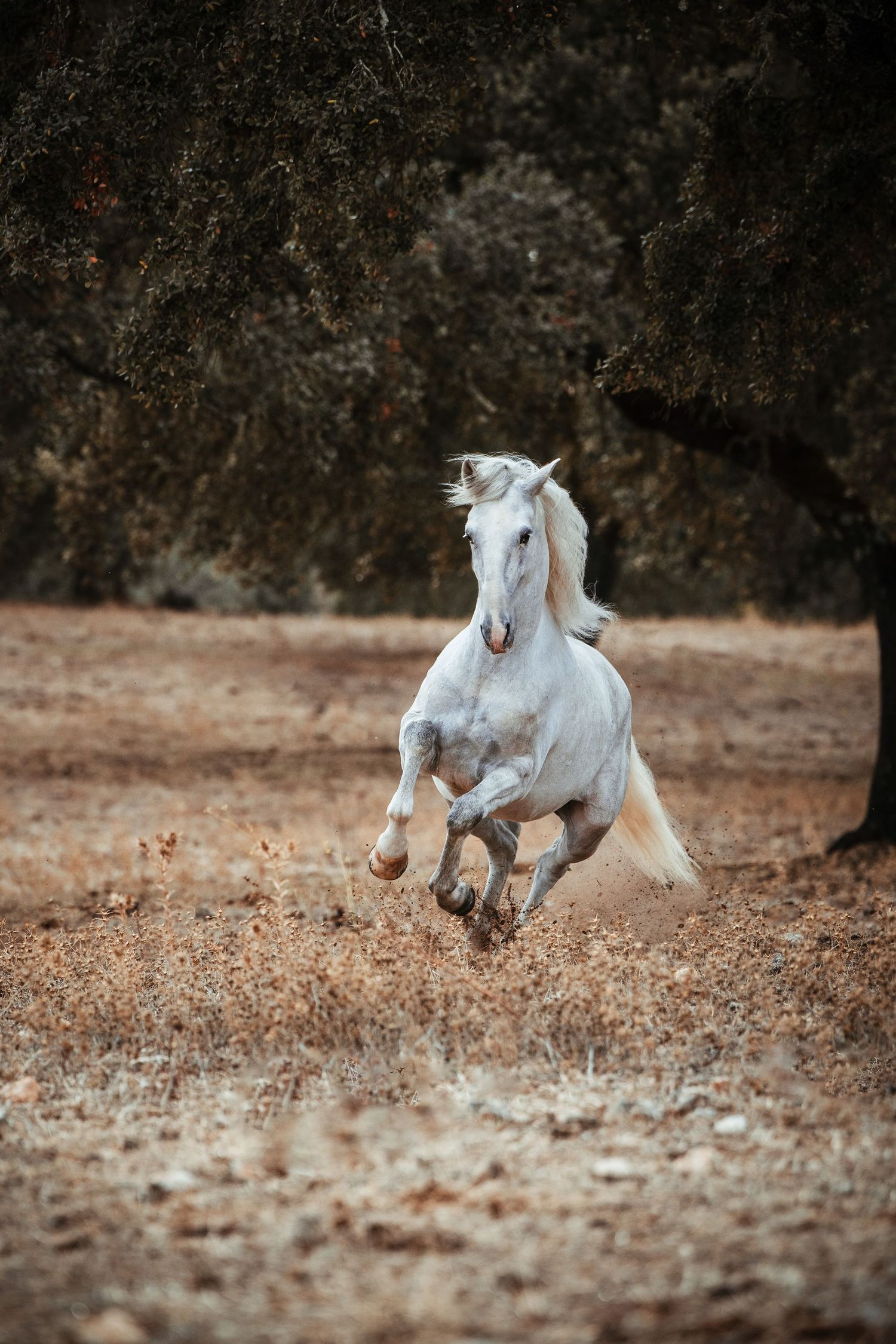 White horse galloping freely across dry terrain with mane flowing.