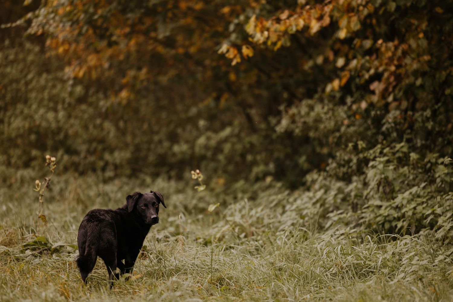 A black dog runs energetically through tall grass in an autumn field.