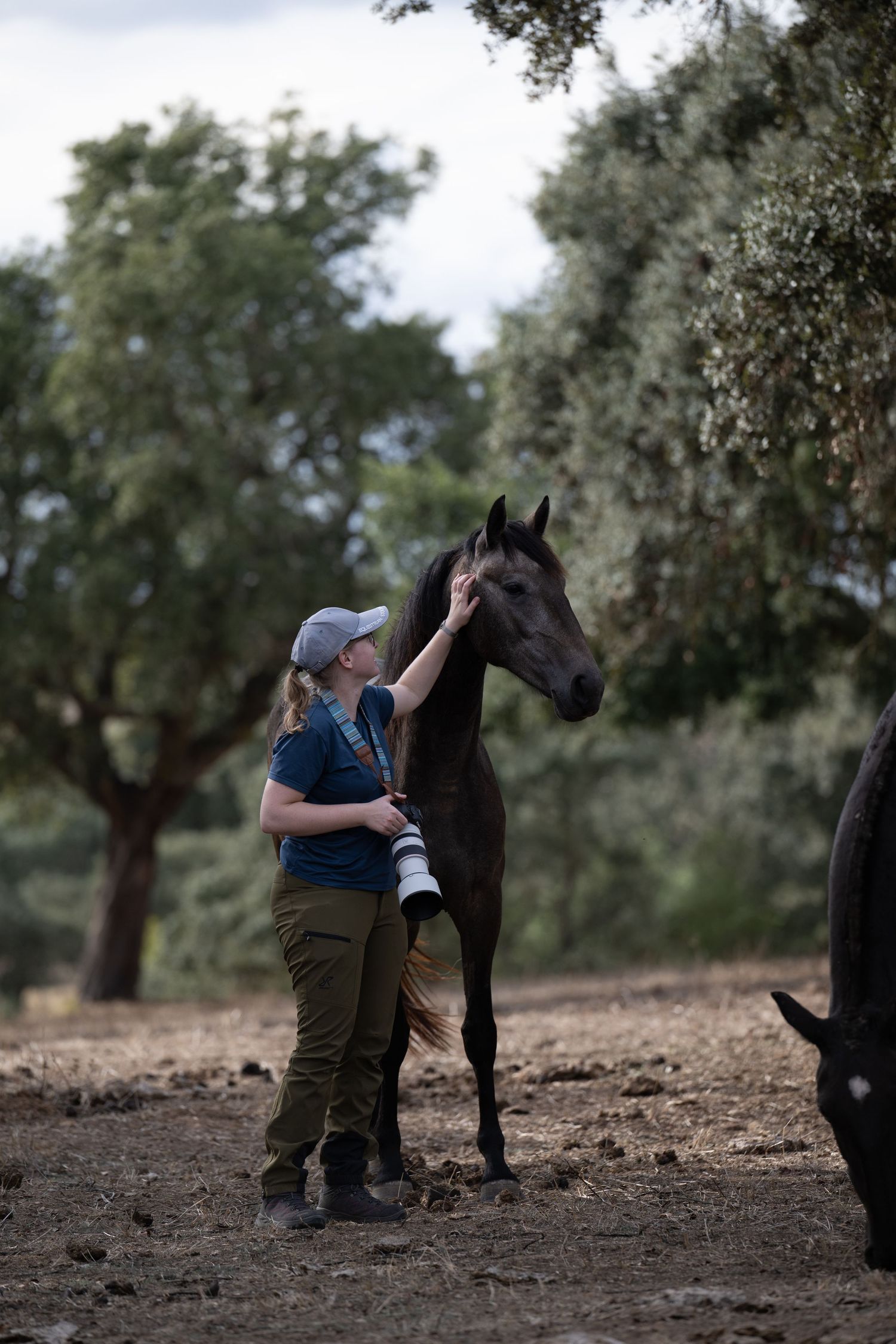 Dark horse interacting with handler in an olive grove setting.
