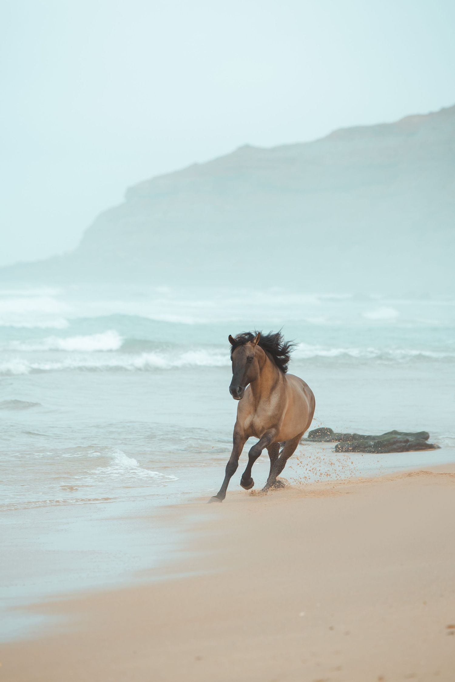 Brown horse running playfully along a misty beach shoreline.