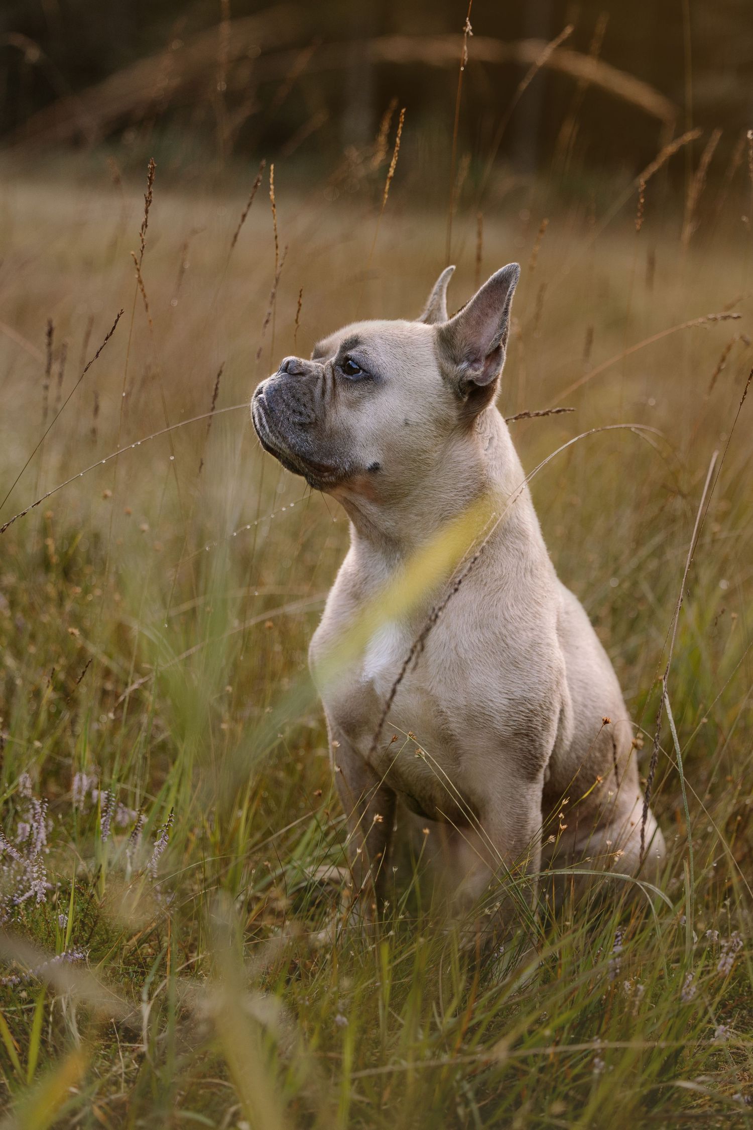 French Bulldog looking up attentively in tall grass during golden hour.