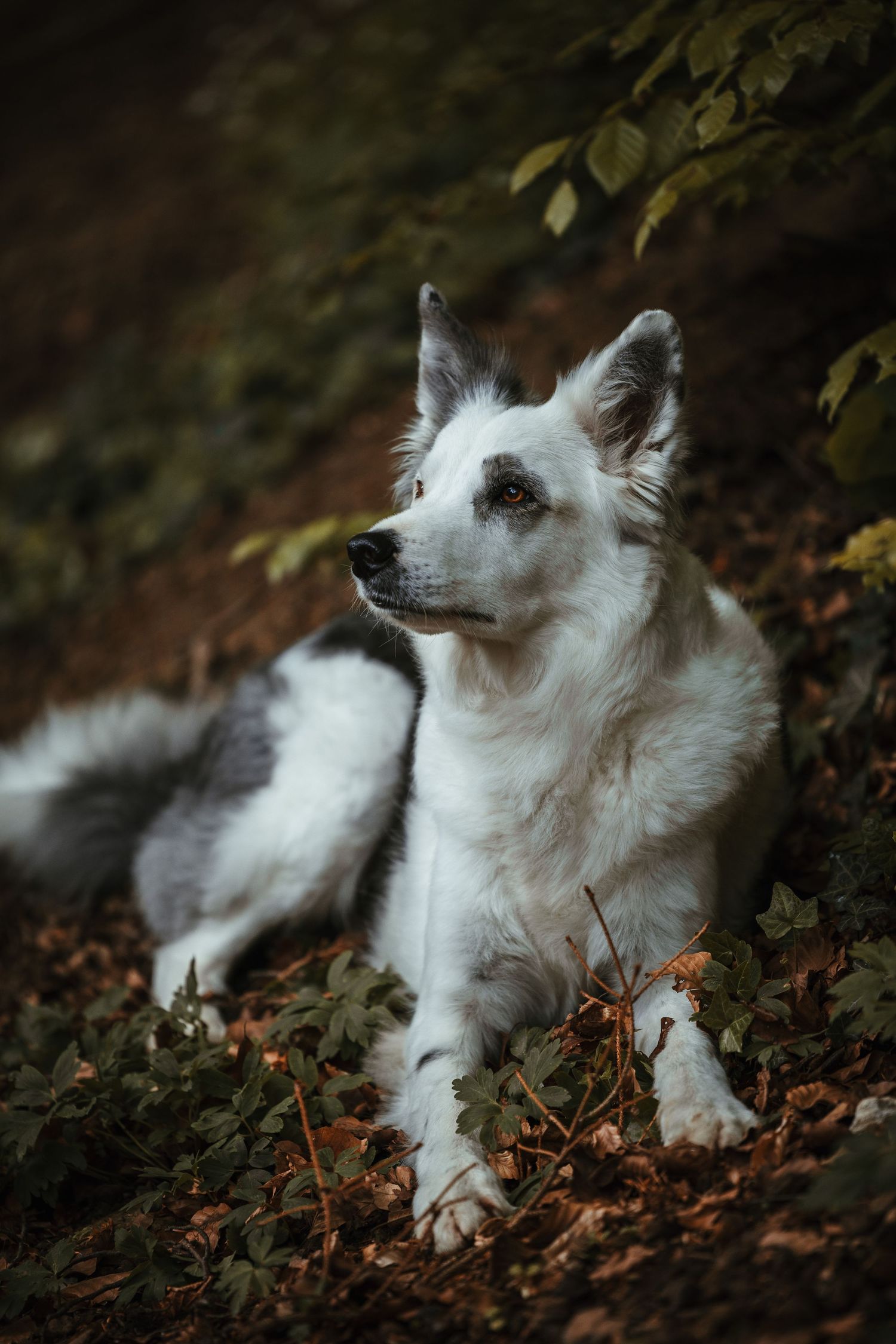 A fluffy white dog lying in autumn leaves with a serene expression.
