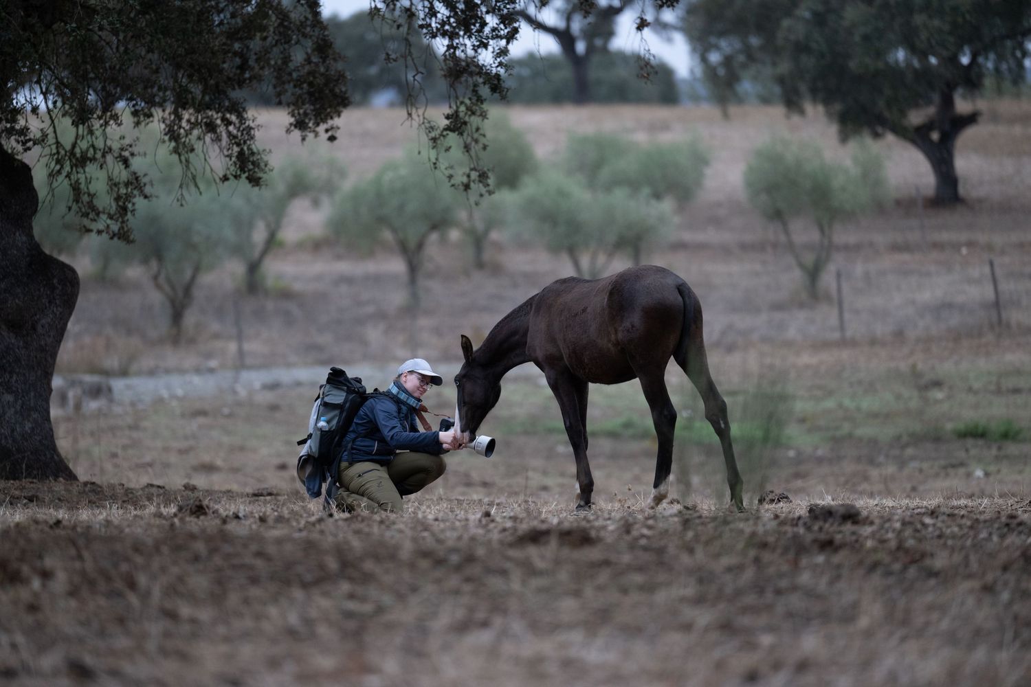 Horse walking through a grove of olive trees at dusk.