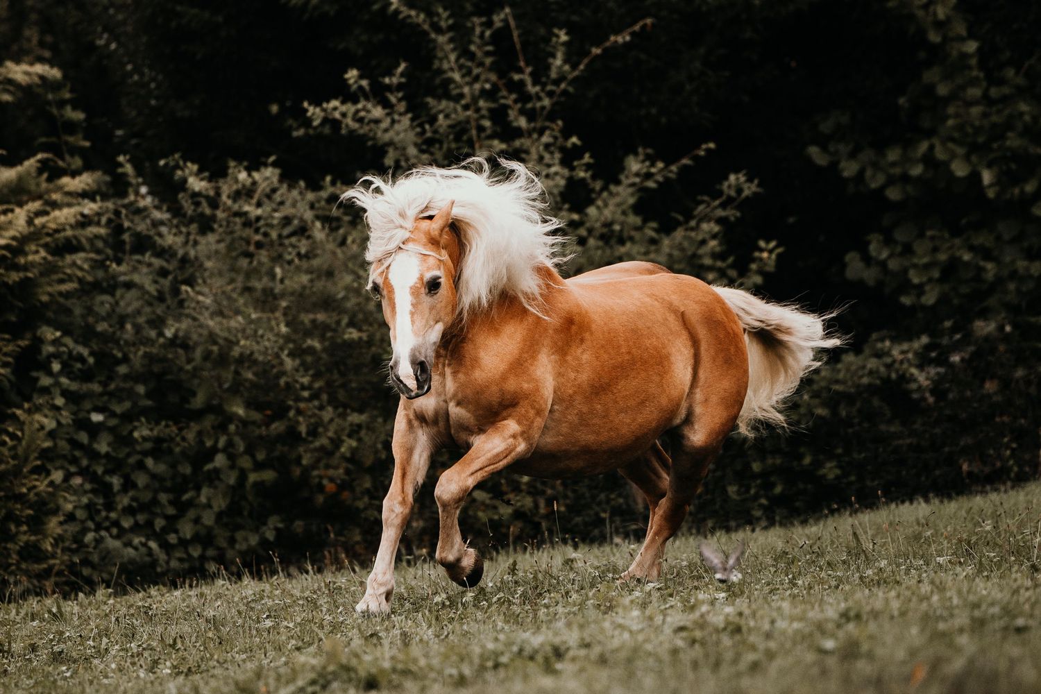 Majestic horses galloping and playing together in a grassy meadow on a sunny day.