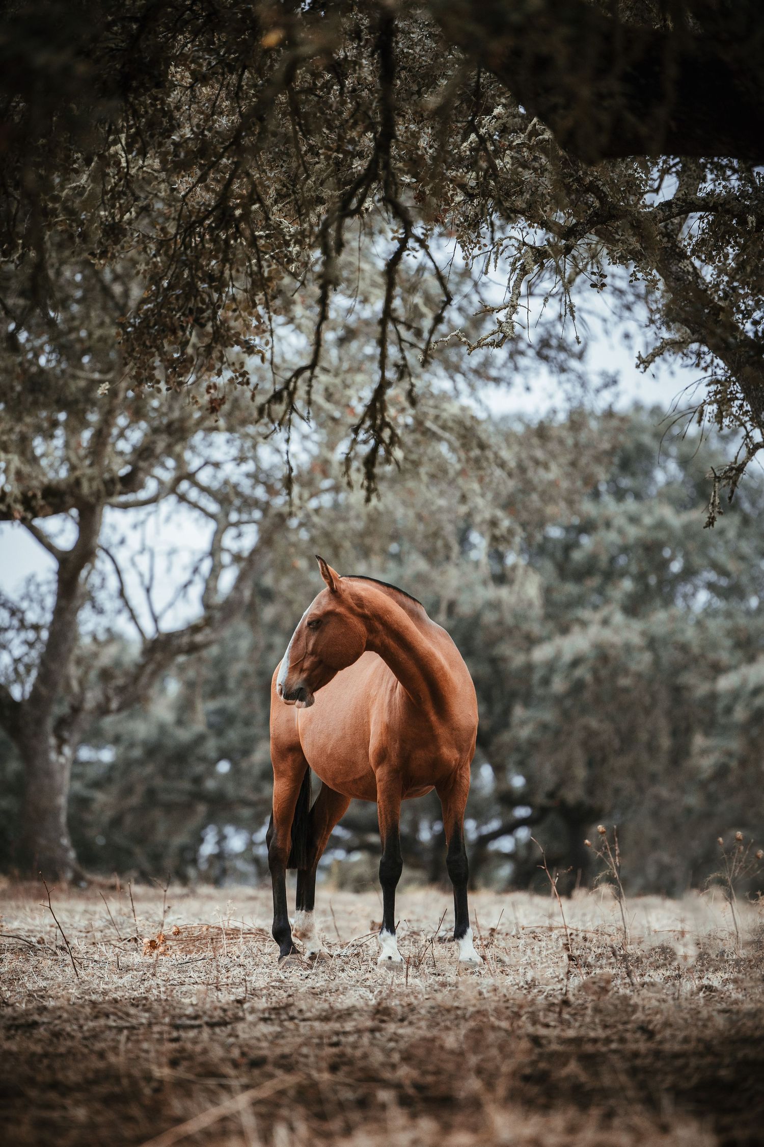 Brown horses grazing peacefully under shady trees in a natural woodland setting.