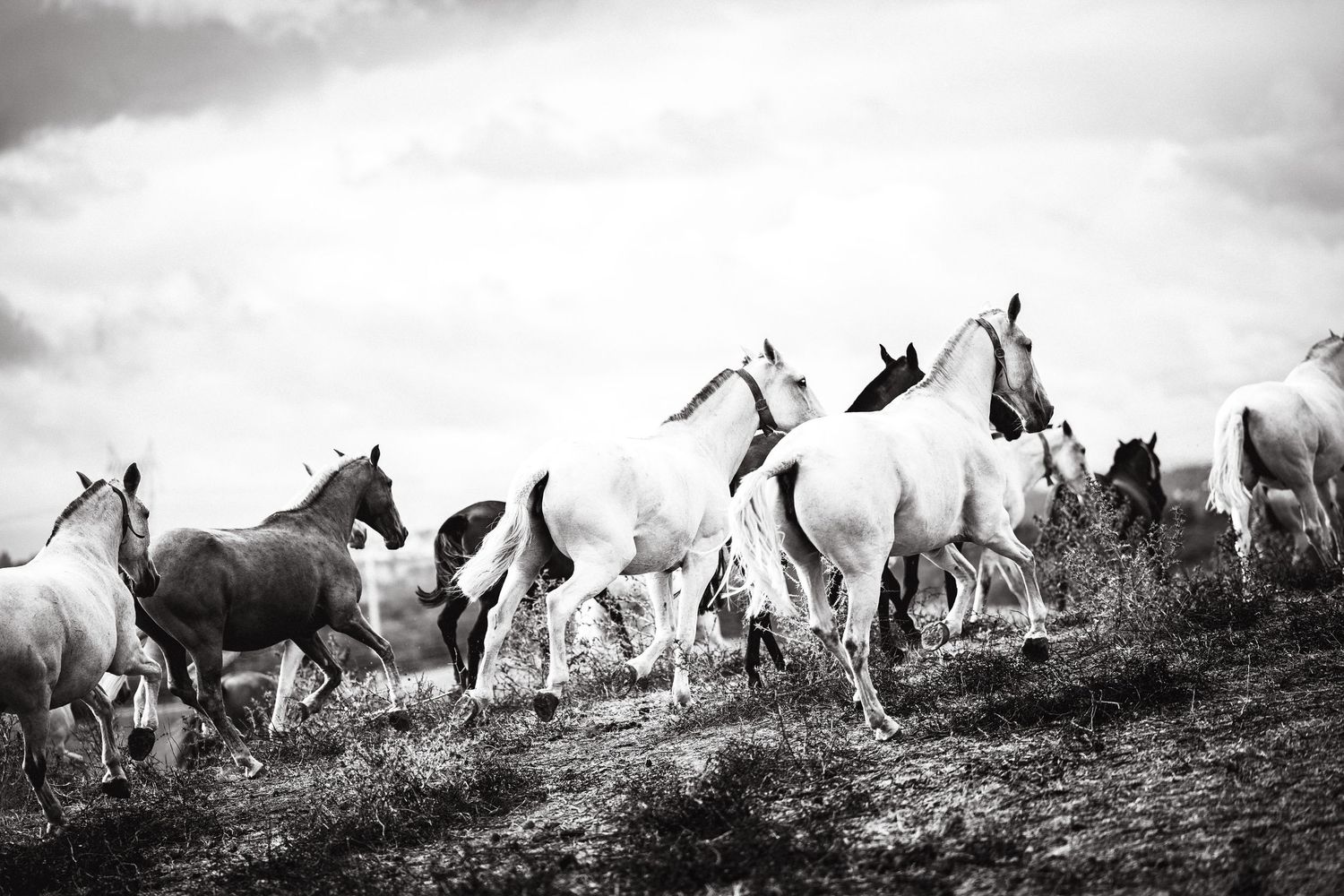 Panoramic black and white landscape showing a herd of wild horses grazing on a hillside.