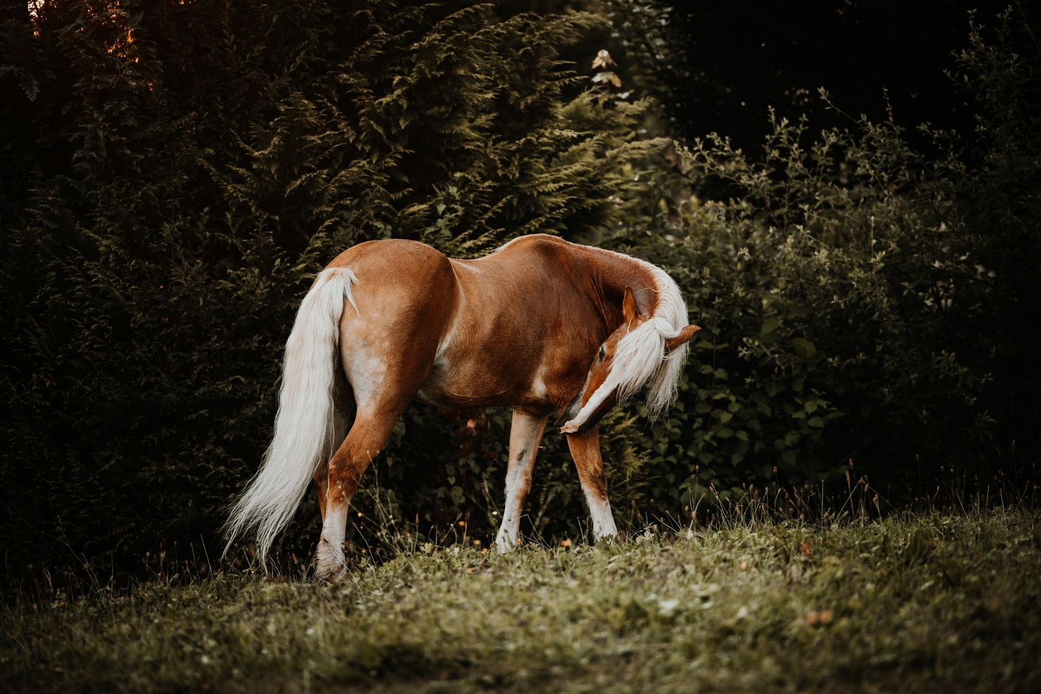A brown and white paint horse grazes in a lush green meadow surrounded by wildflowers and tall grass.