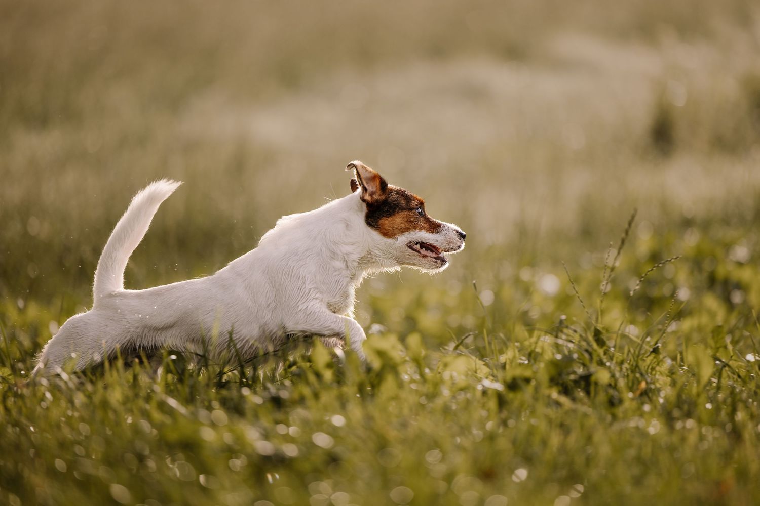 Jack Russell terrier running through meadow in afternoon light.