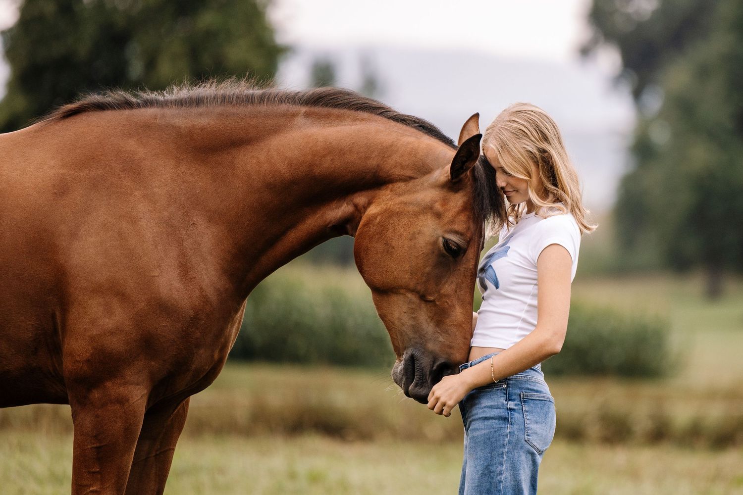 Brown horse being petted in sunny outdoor field.