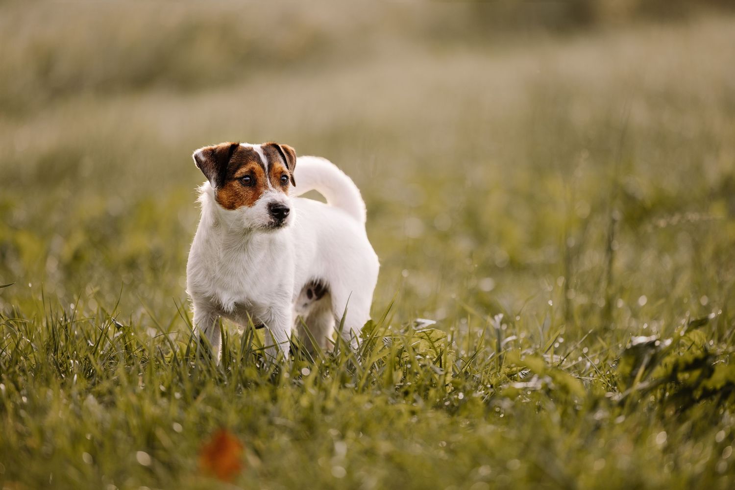 Small white dog running through green grass field.