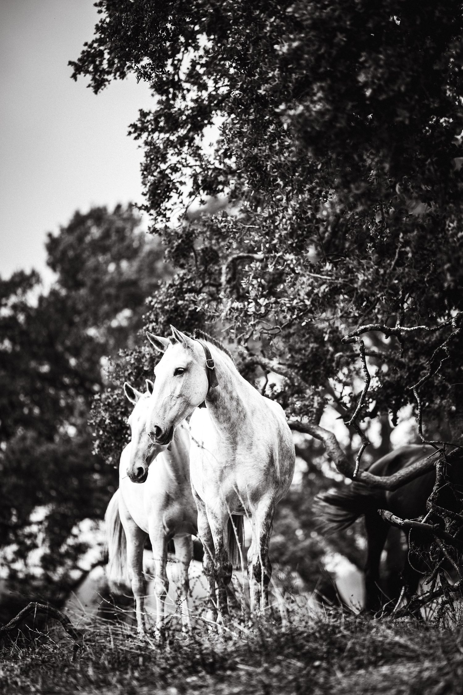 A herd of white horses gathers beneath trees in a striking black and white photograph.