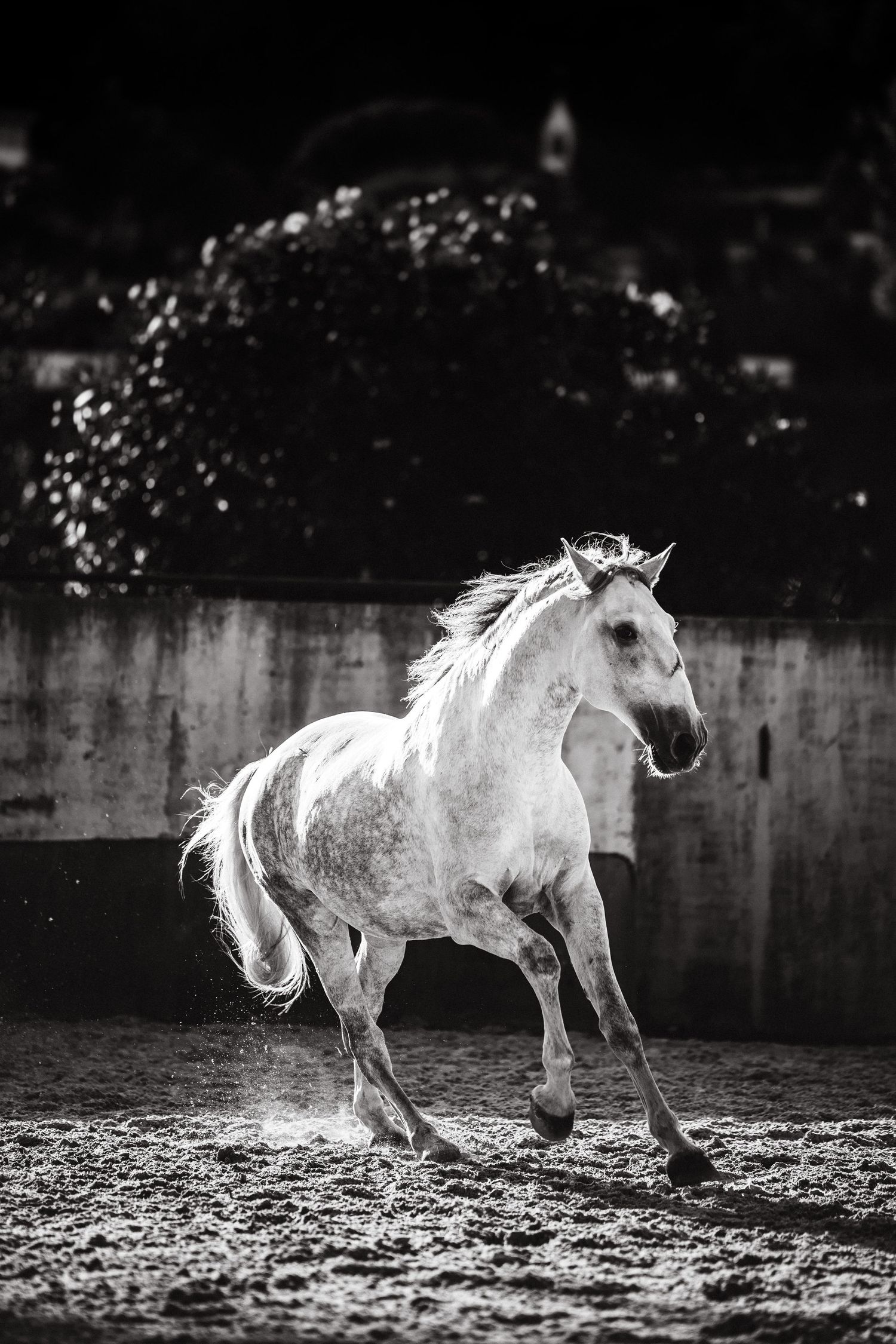 A white horse gallops dramatically through a dusty arena in black and white photography.