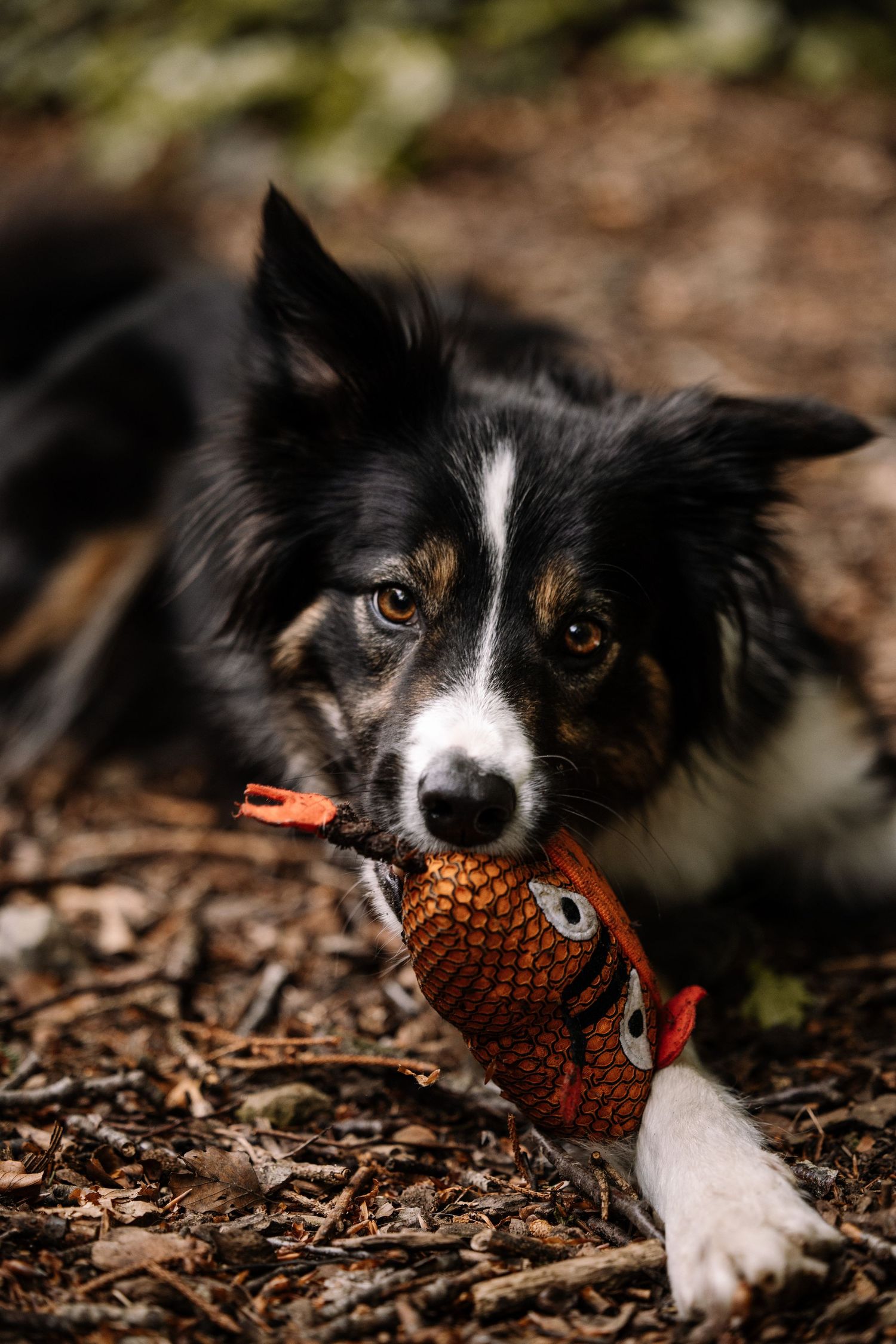 A border collie plays with a pinecone toy while lying on forest ground.