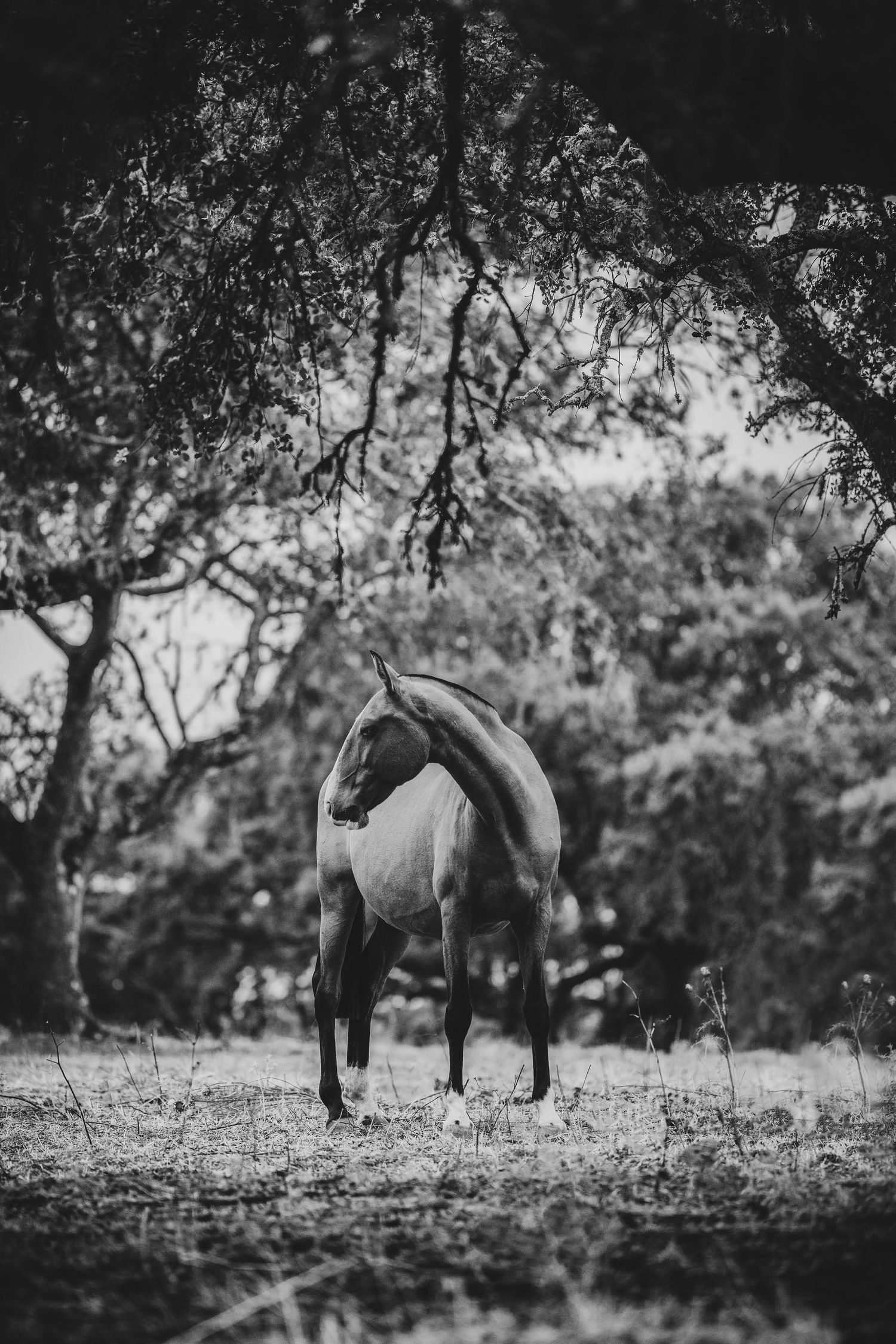 Horses graze peacefully under tree branches in a monochrome landscape scene.