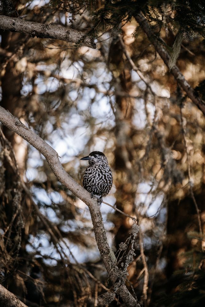 Spotted nutcracker bird sitting on a tree branch in pine forest.