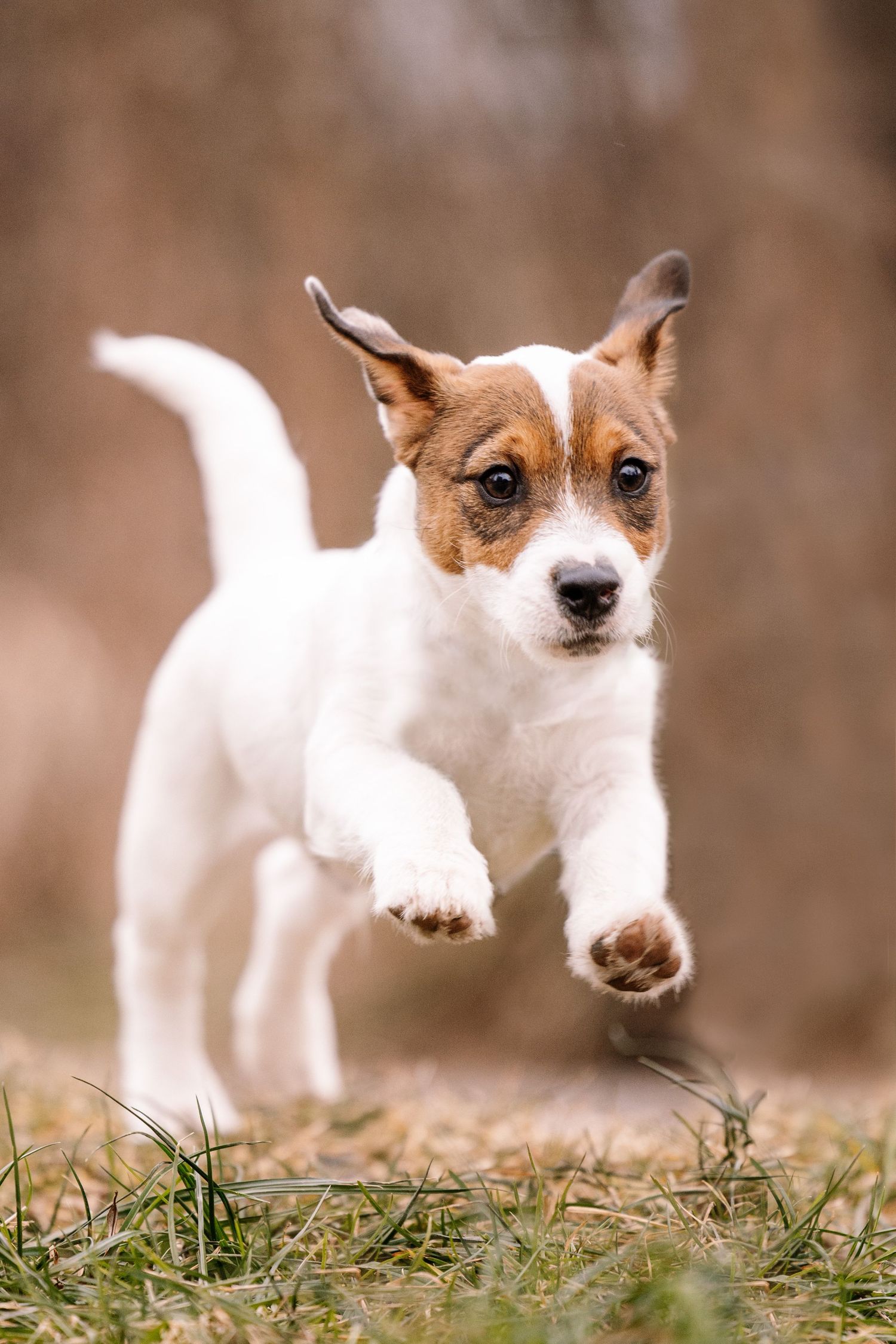 Jack Russell terrier running and jumping through grass in action sequence.