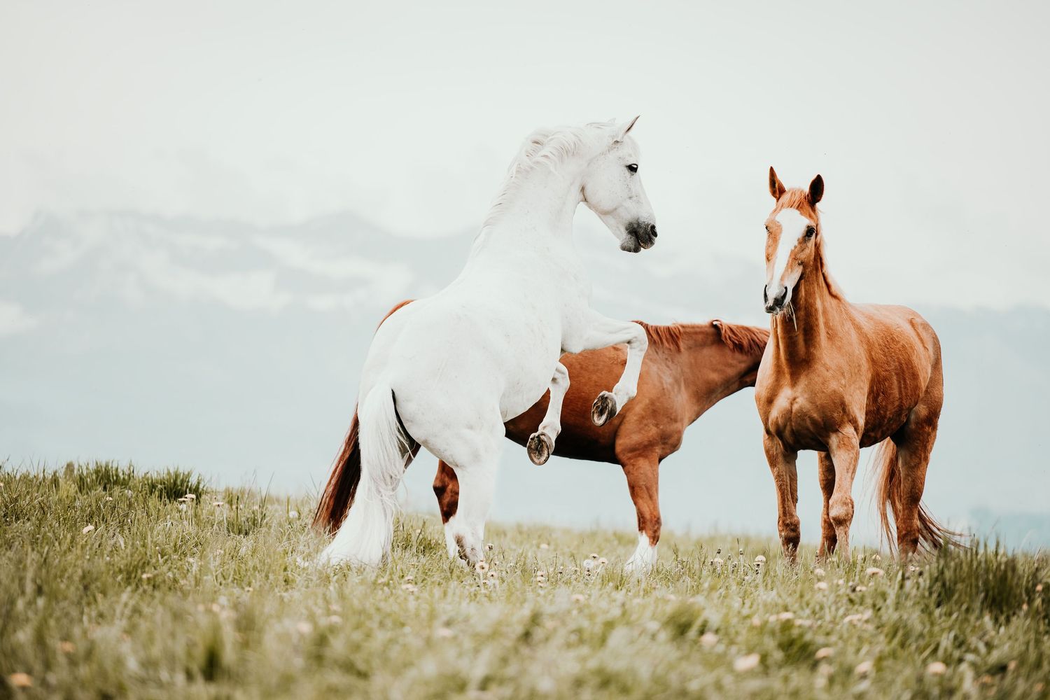Group of wild horses standing together in a grassy field against mountain backdrop.