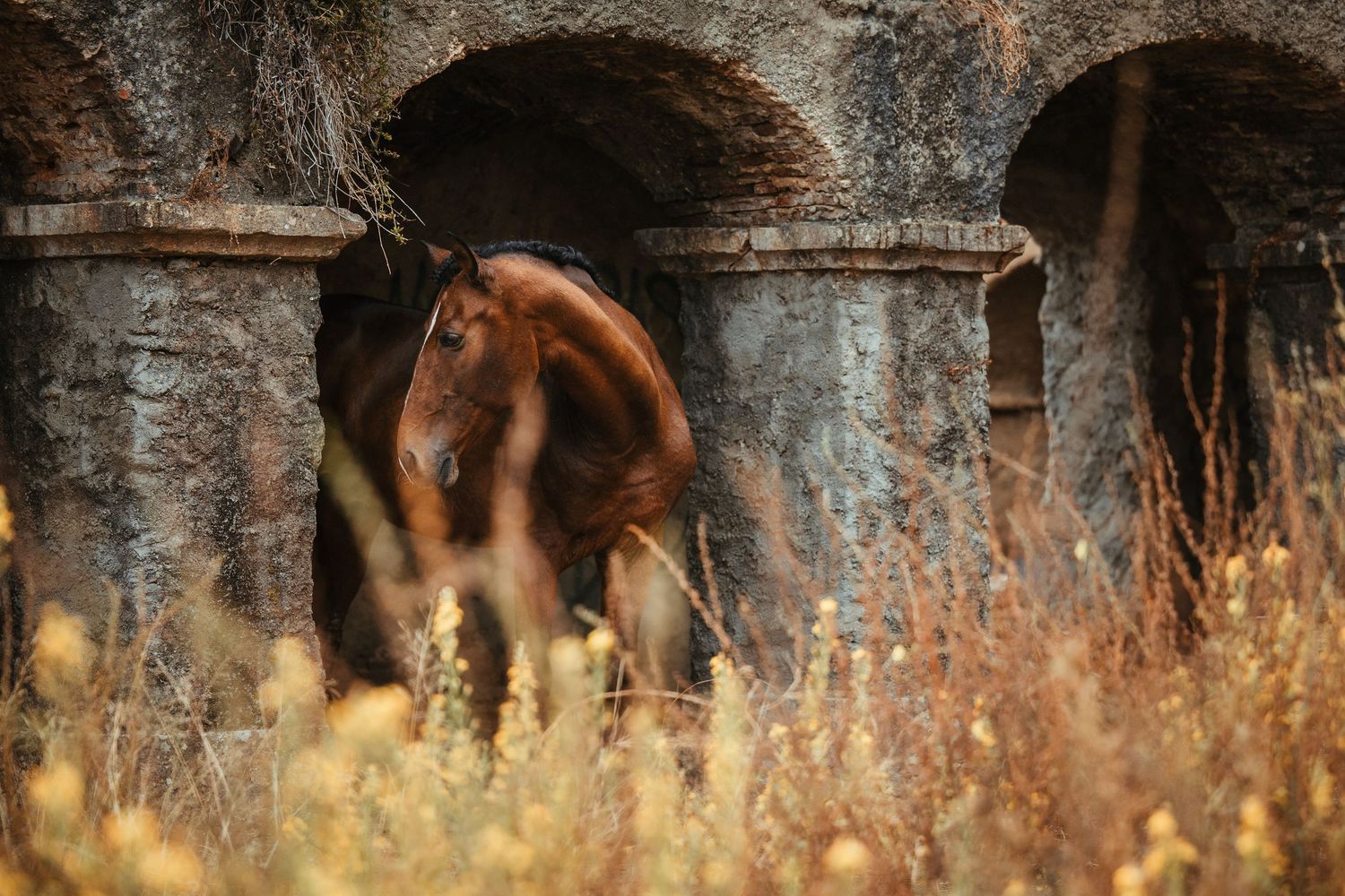 Brown horse standing in tall grass near old stone archways.