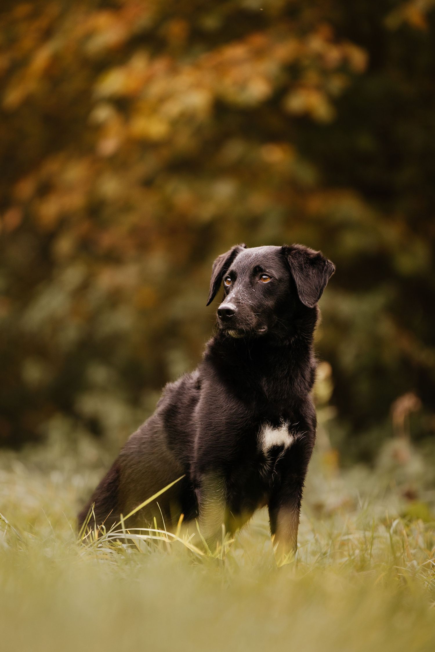 Black puppies explore and play in a grassy field during autumn.