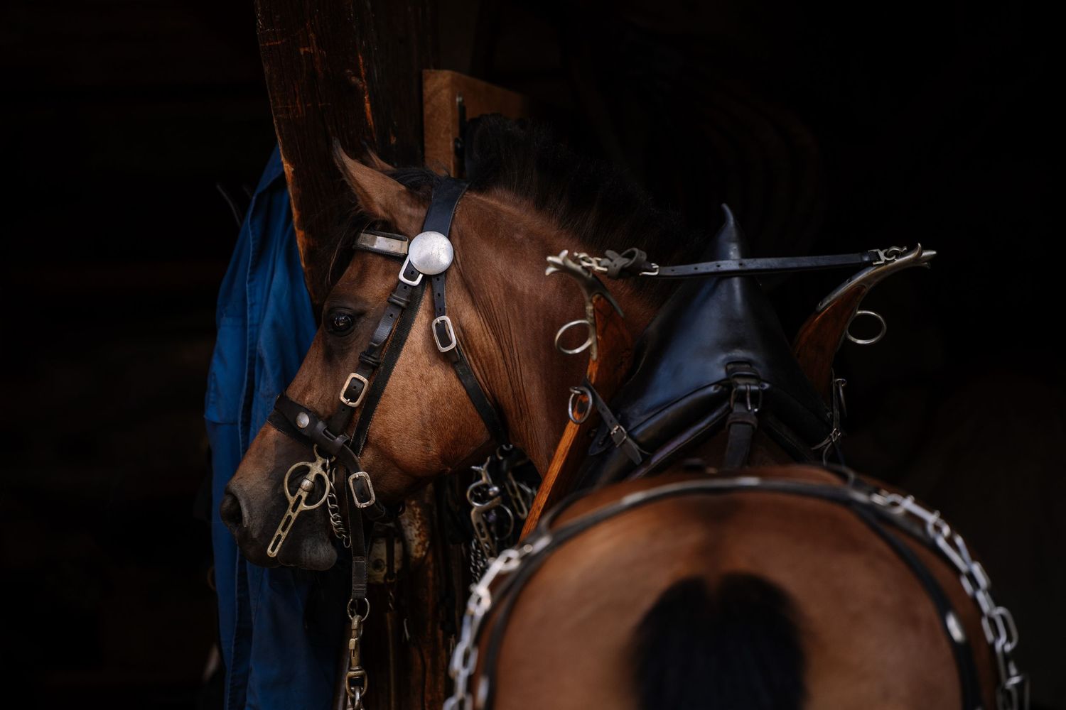 Close-up view of a brown horse wearing a bridle and halter against a dark background.