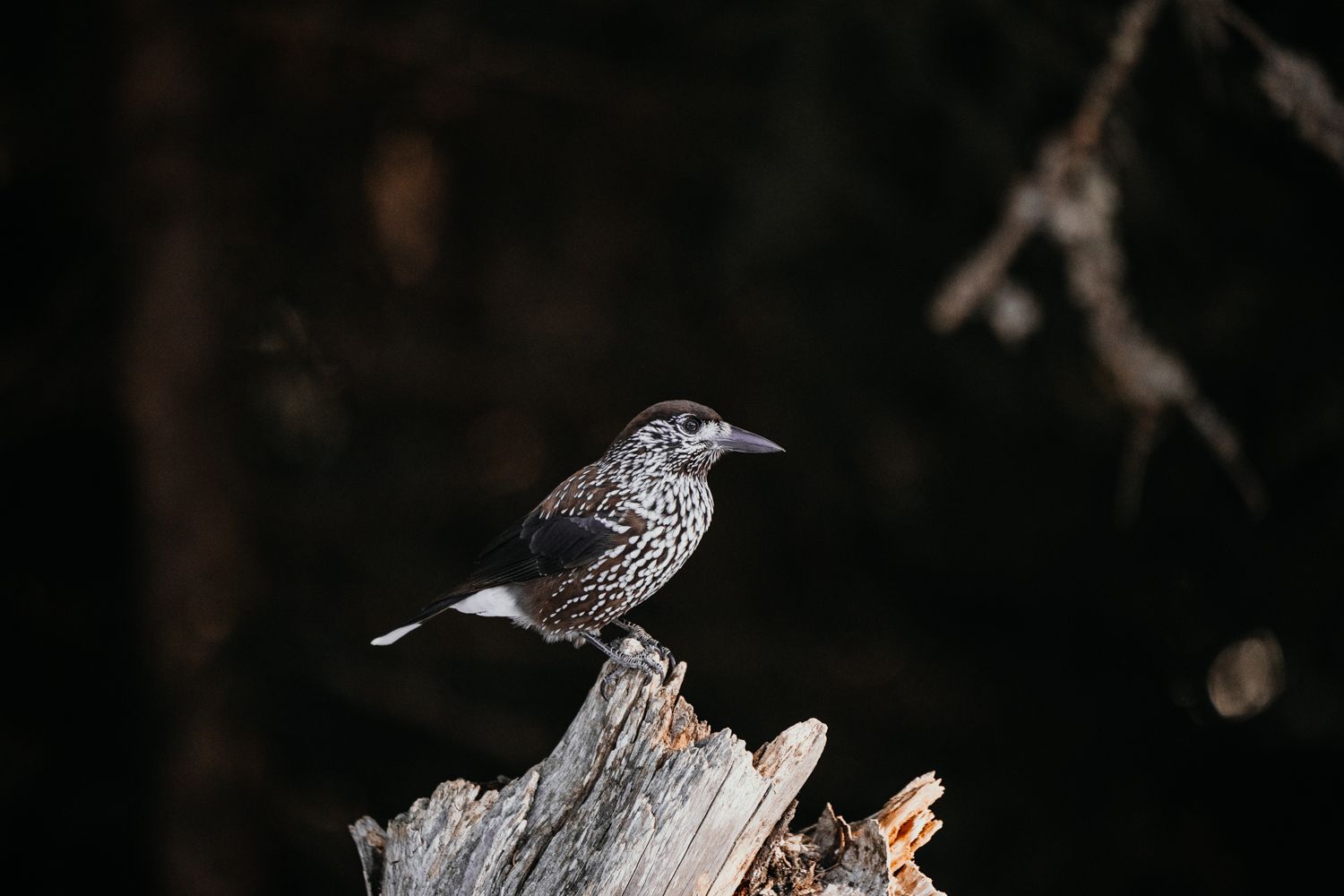 Starling bird resting on weathered wood in natural forest setting.