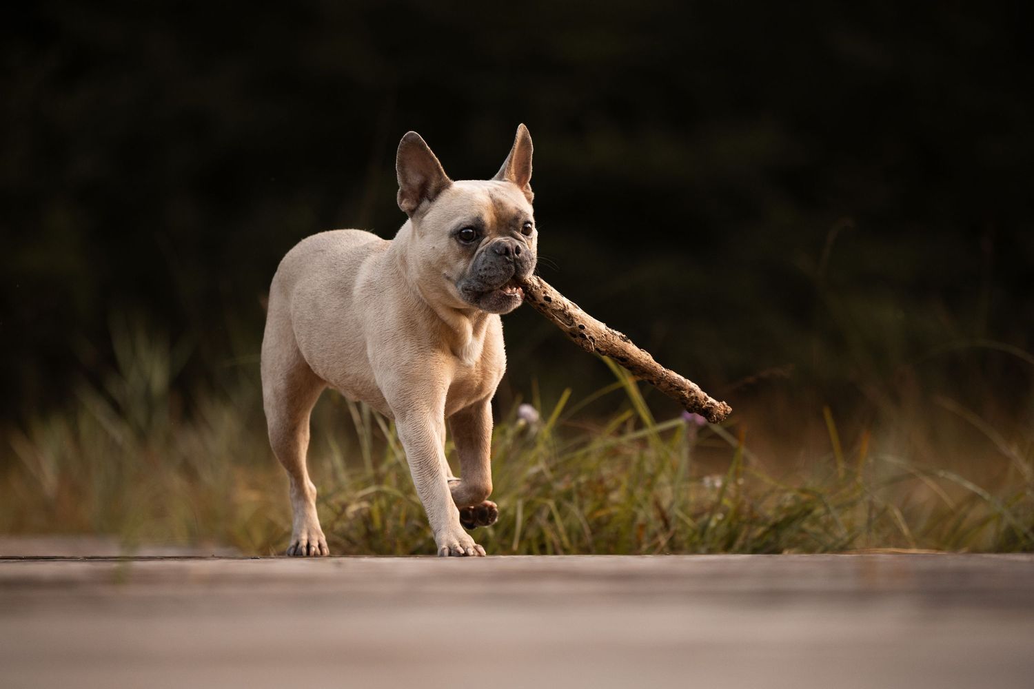 French Bulldog playing with a stick in a grassy outdoor setting.