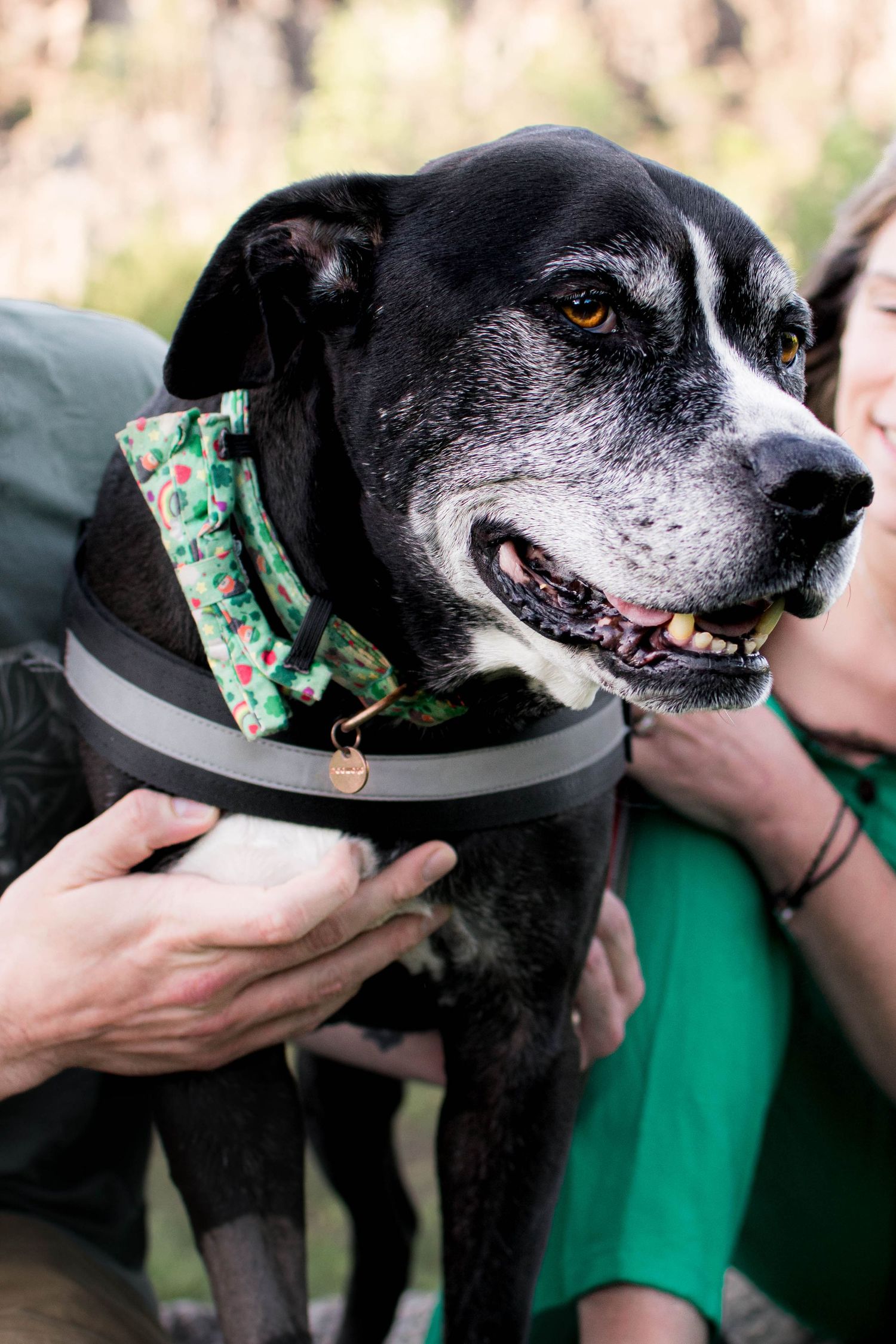 A happy senior black and white dog wearing a green bandana and harness being held by two people outdoors.