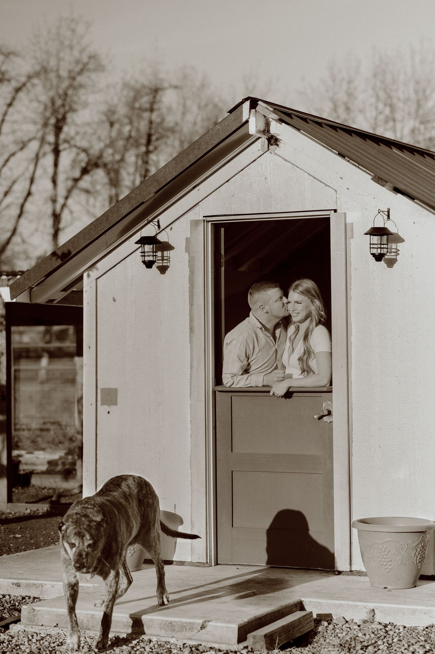 A sequence showing a dog entering and going through a white wooden chicken coop in a vintage black and white photograph.