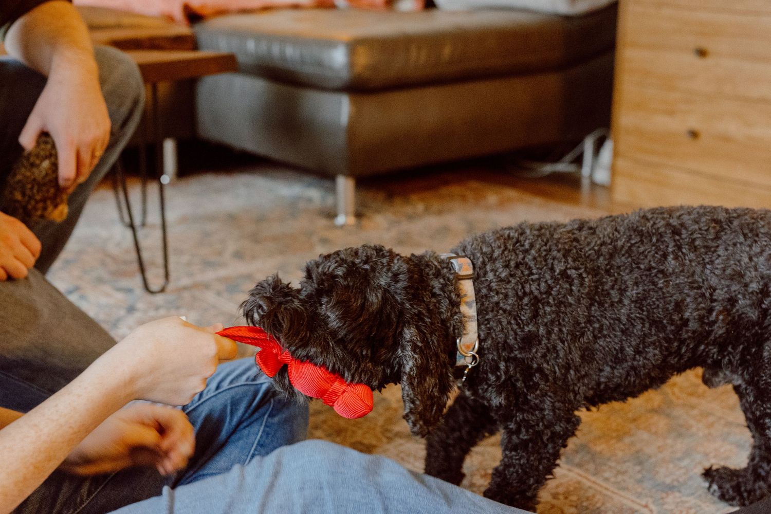 A close-up view of a black poodle mix playing tug in a warmly lit living room setting.