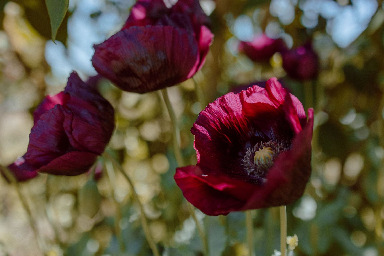 Deep burgundy poppies with dark centers bloom in a sun-dappled garden setting with delicate bokeh effect.