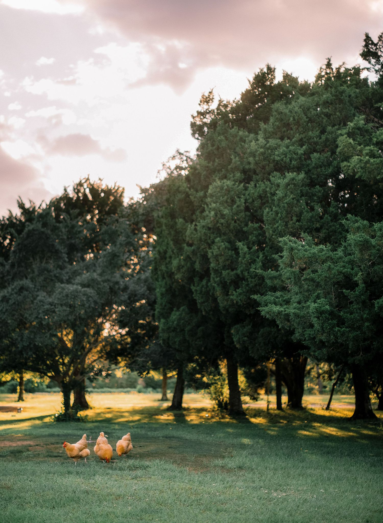 Sunlit olive grove with chickens roaming freely under ancient trees during golden hour.