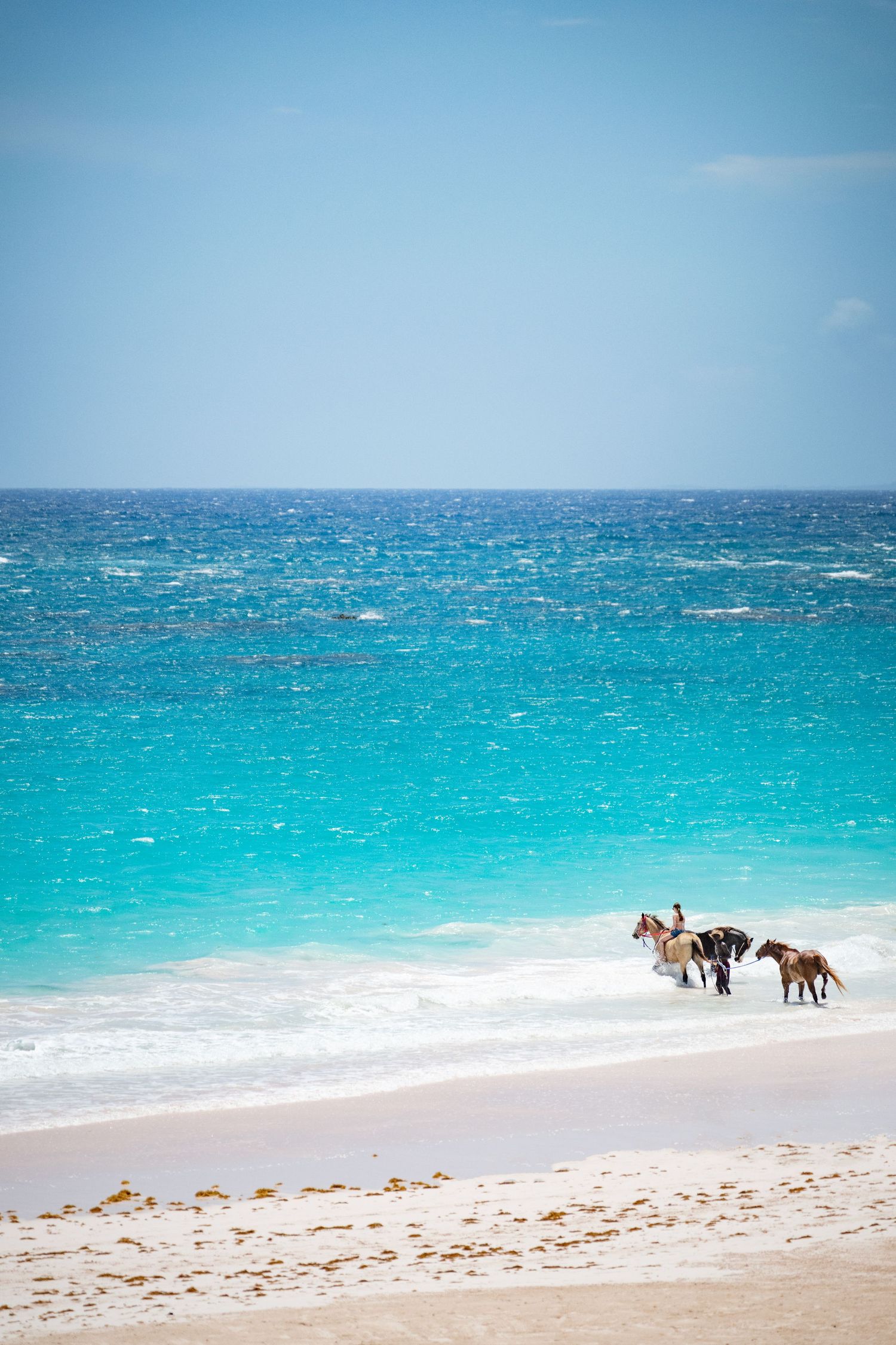 Horses walking along a pristine white sand beach with turquoise Caribbean waters stretching to the horizon.