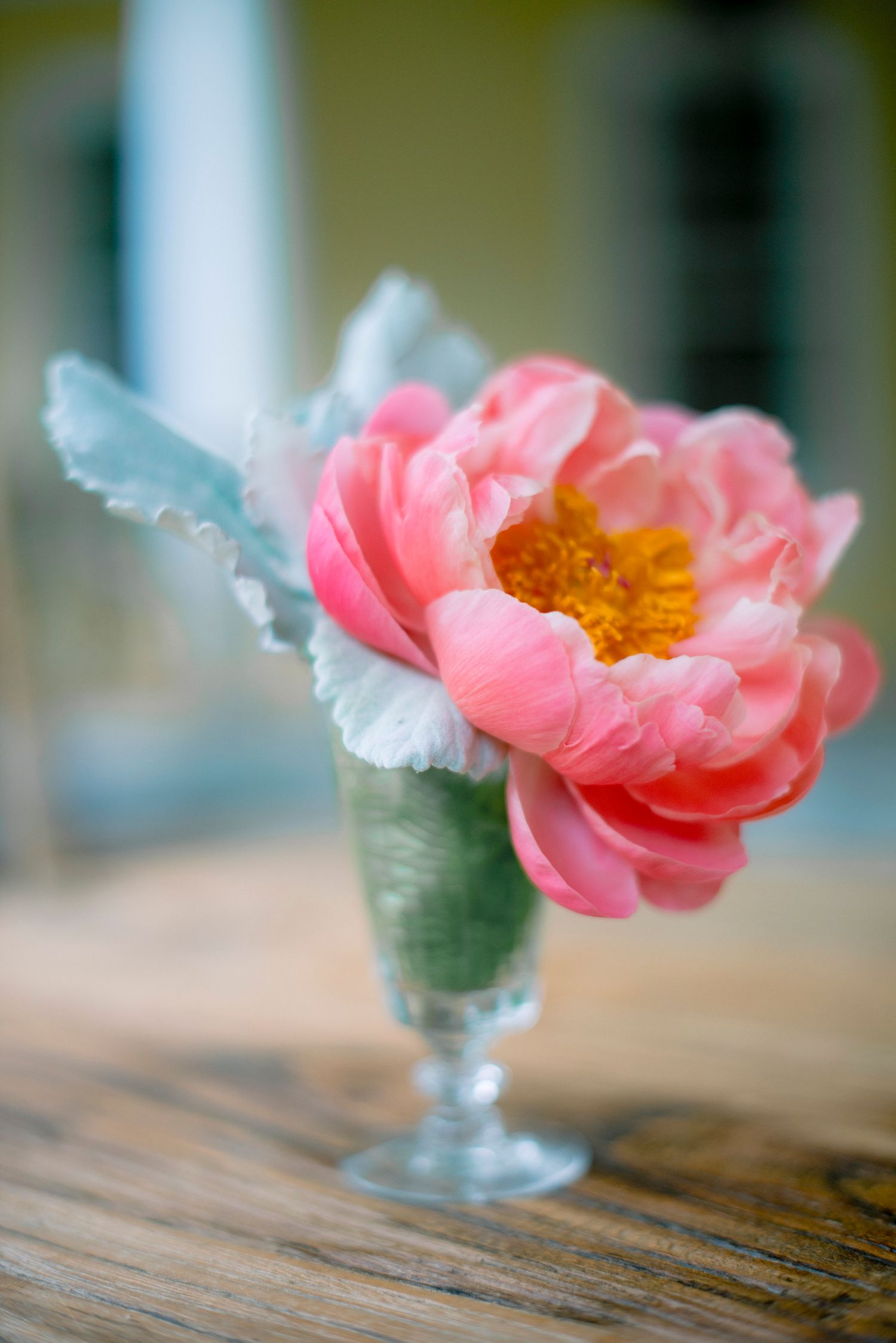 A delicate pink camellia flower in a small glass vase sits on a wooden surface in a soft focus composition.