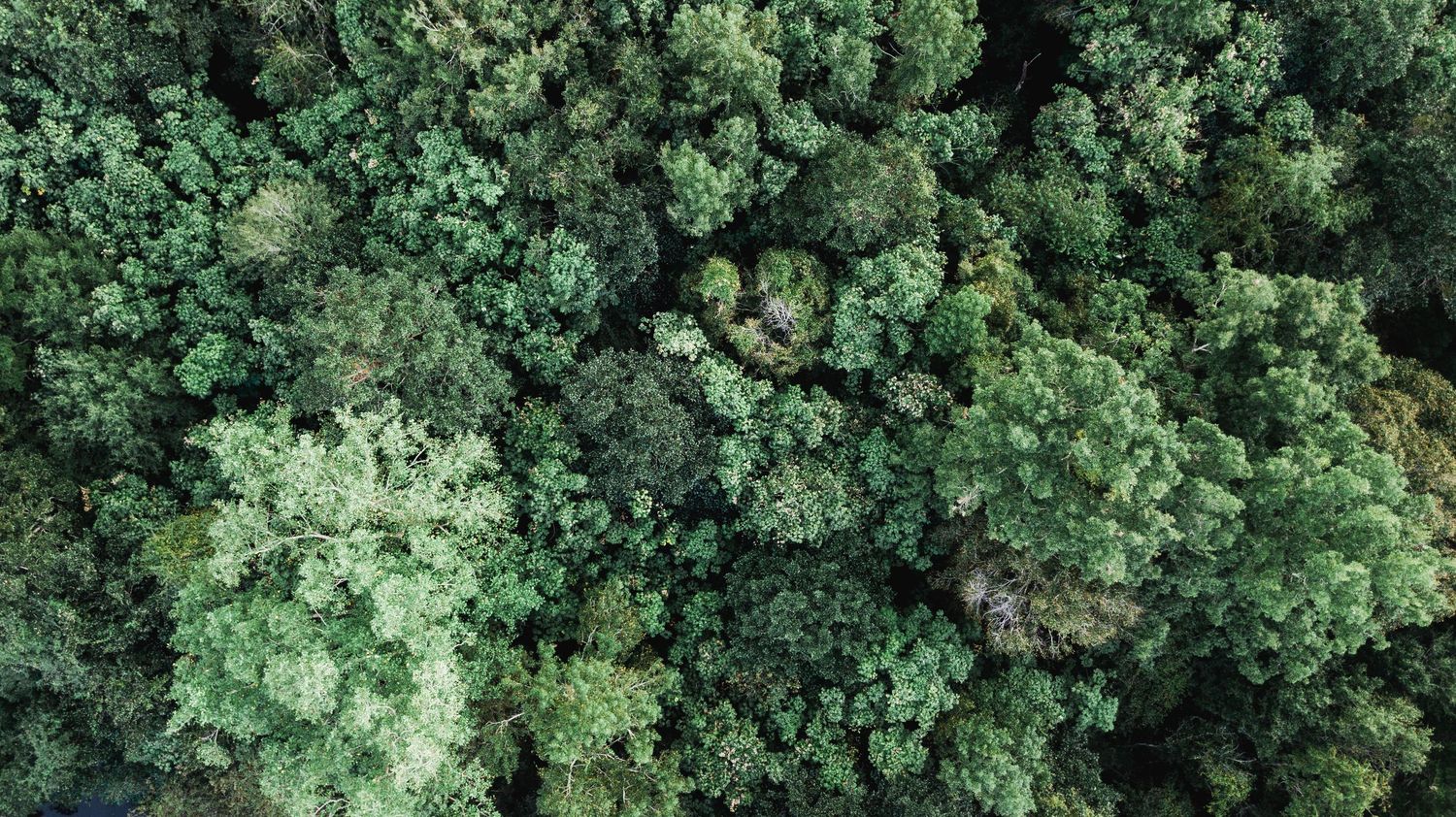 Aerial view of lush green forest canopy showing dense treetops from above.