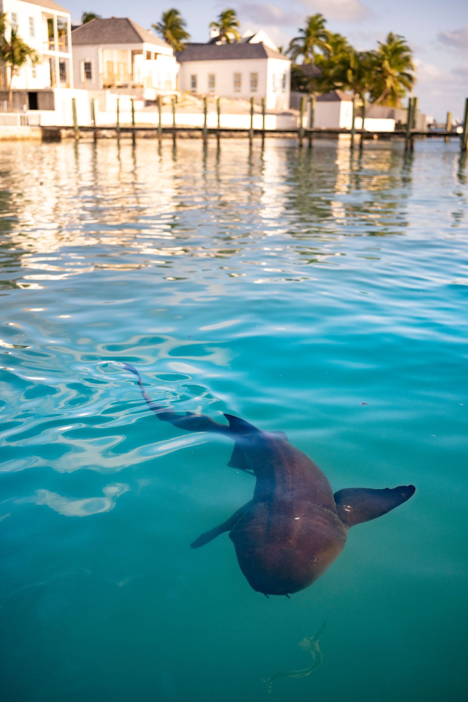 A dolphin swims underwater near coastal buildings and palm trees in crystal clear turquoise Caribbean waters.