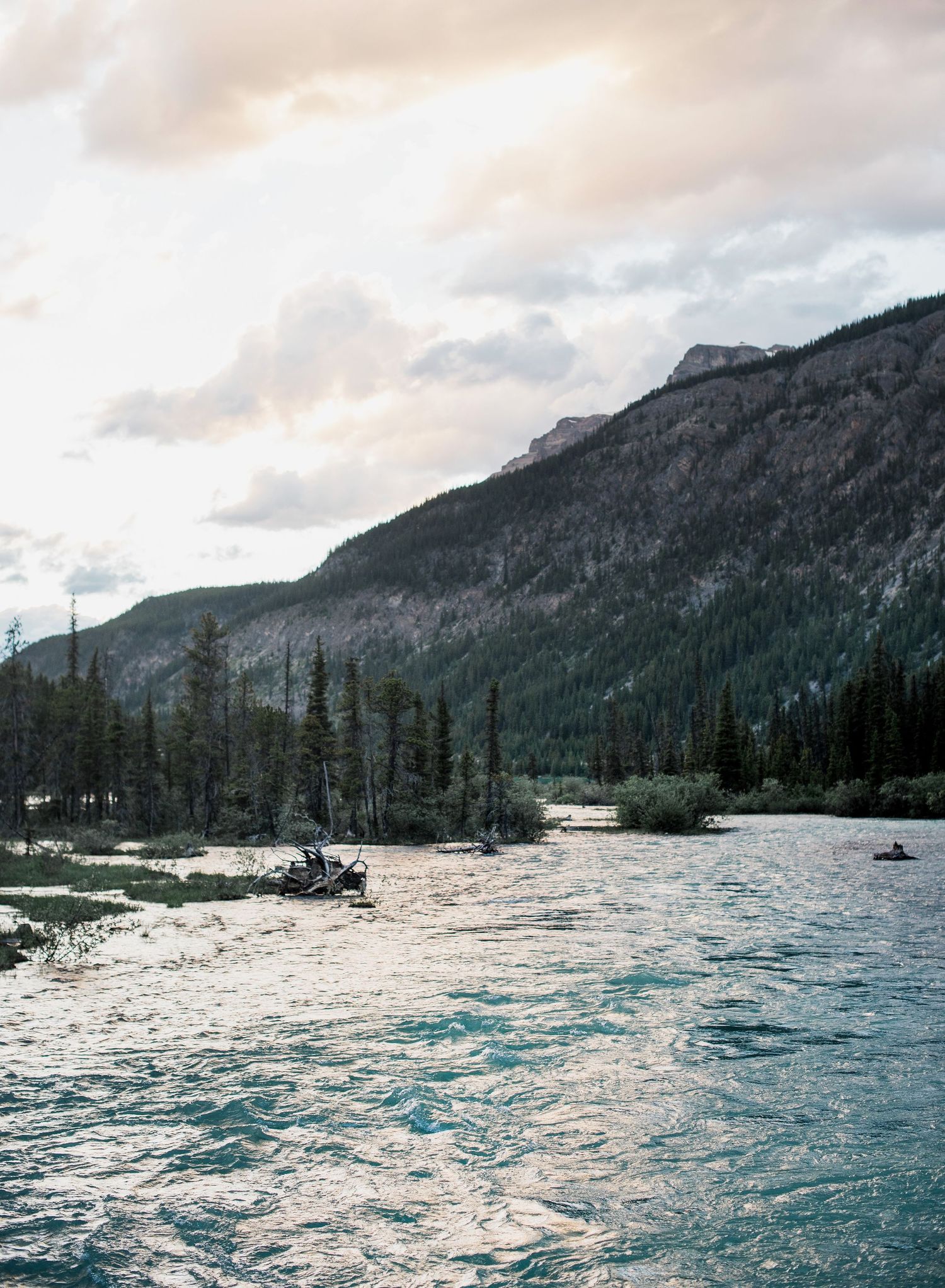 Turbulent mountain river waters surrounded by pine forests and rocky peaks.
