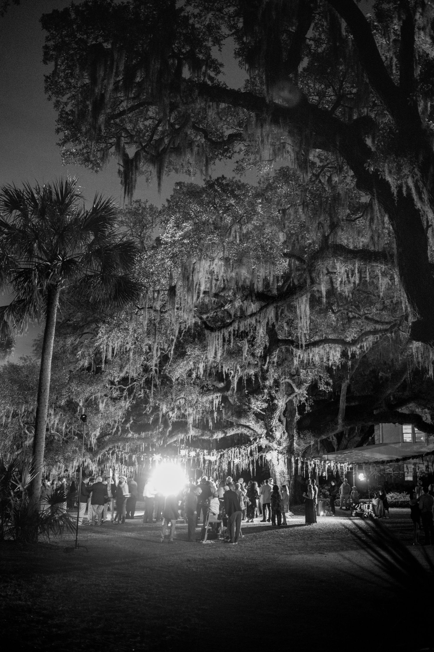 Spanish moss hangs from a large oak tree illuminated by a bright light at night in a Southern landscape.