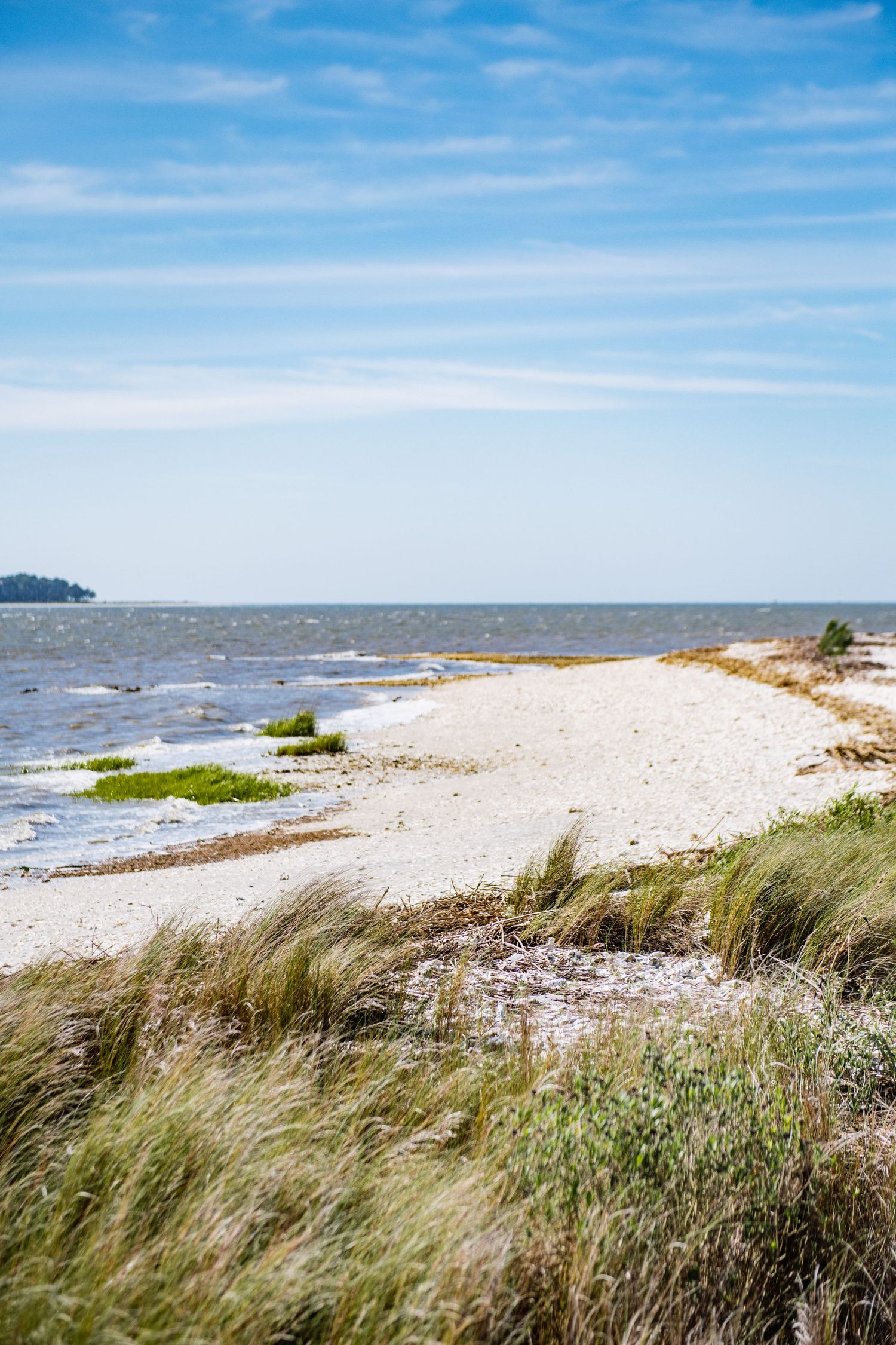 Panoramic view of a sandy beach with tall grass and dunes along the coastline under bright blue skies.