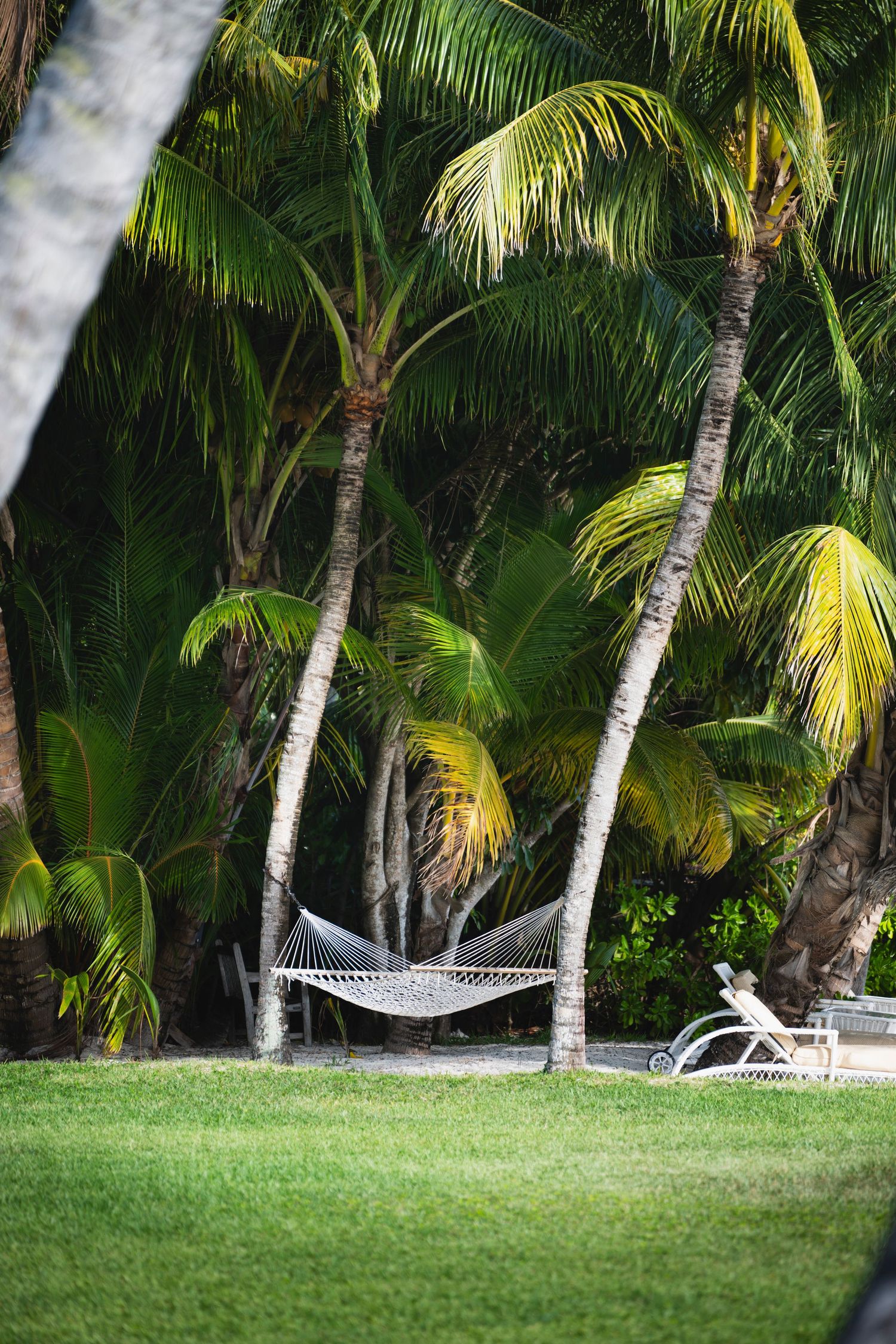 White lounge chairs scattered beneath swaying palm trees on a lush green lawn at a tropical resort.
