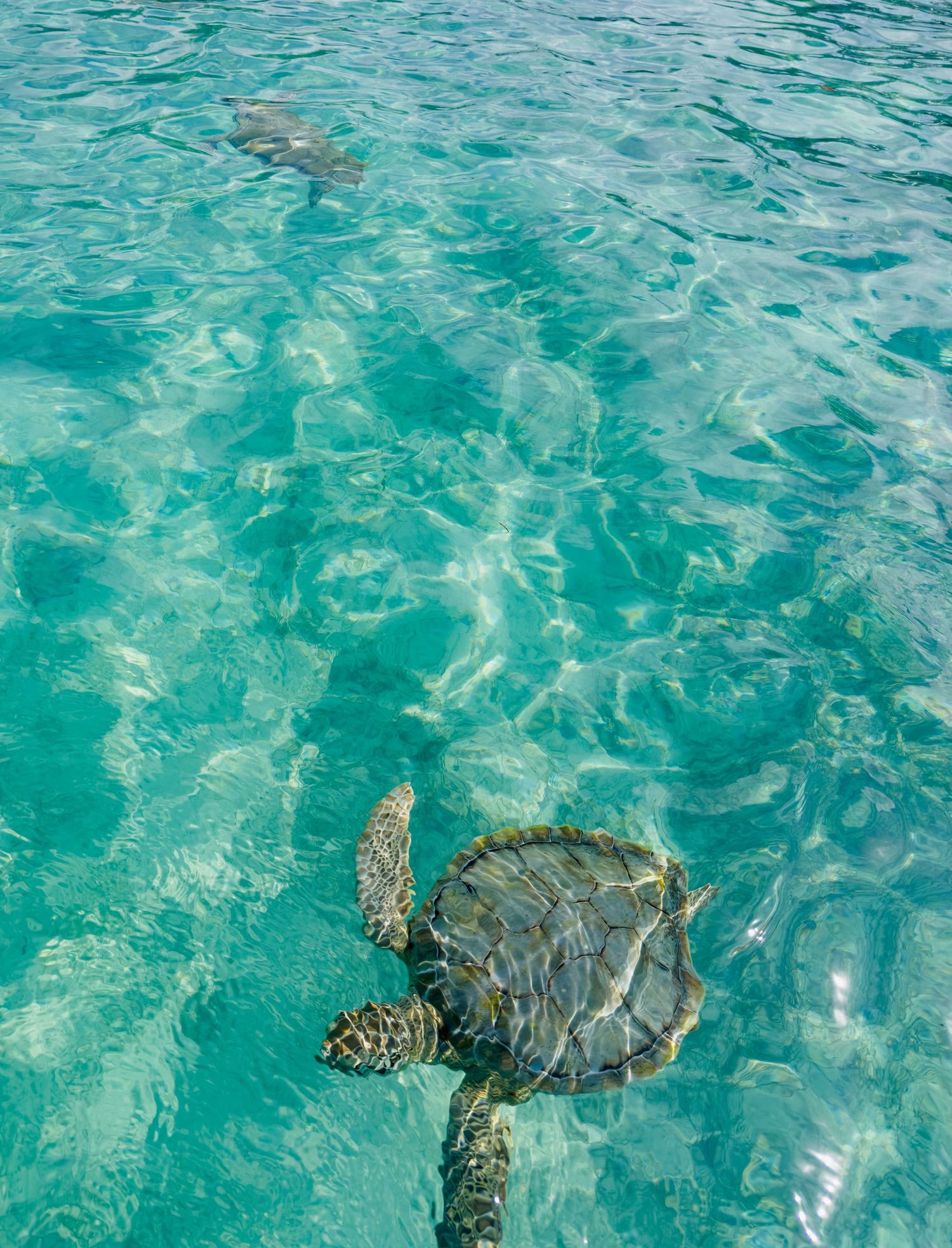 A sea turtle glides through crystal clear turquoise waters revealing its graceful shell pattern and flippers in the Bahamas at Harbour Islan
