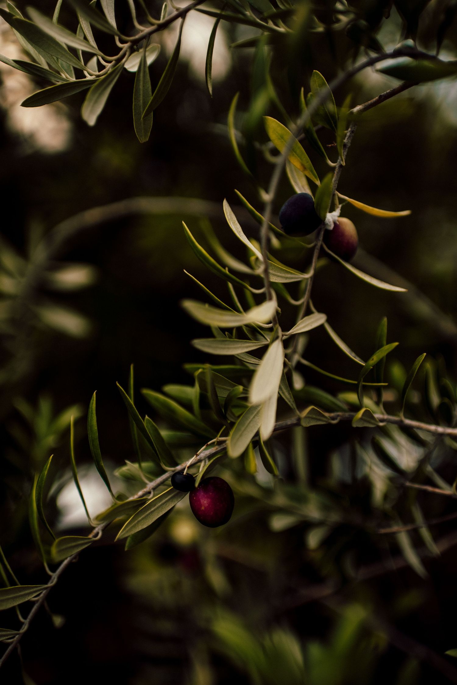 Close-up detail of olive branches with dark ripe olives growing in natural lighting.