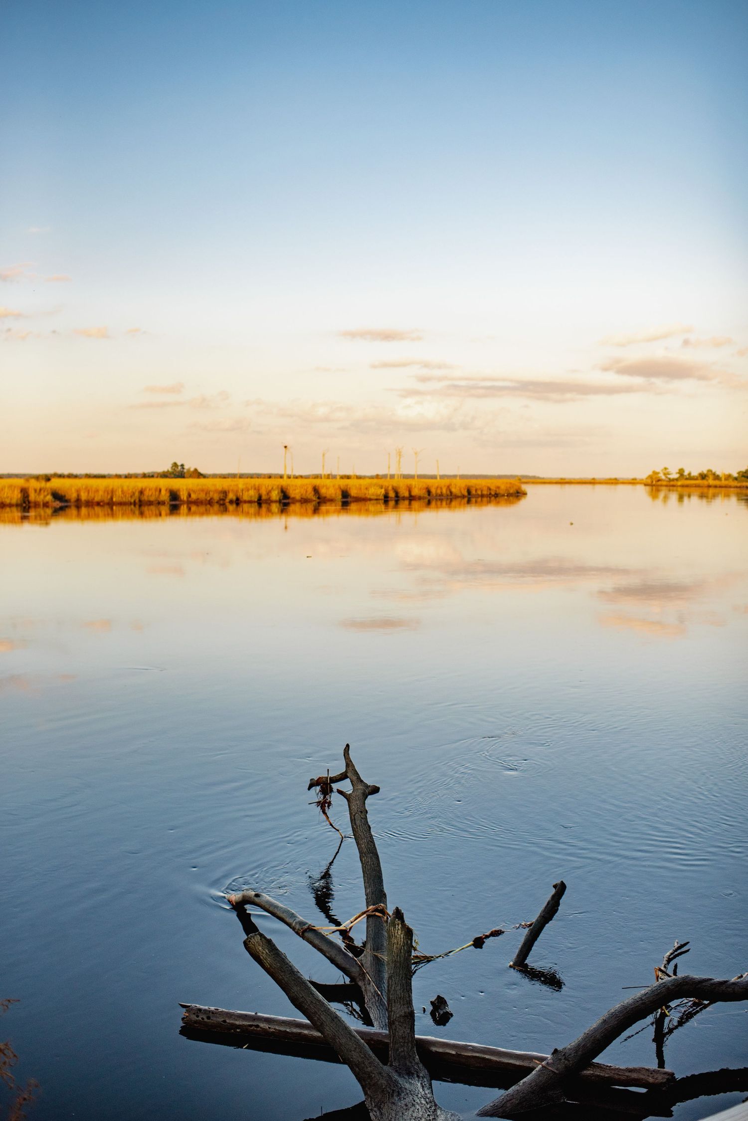Tranquil lake landscape at sunset with driftwood silhouettes and calm reflective waters creating a serene atmosphere.