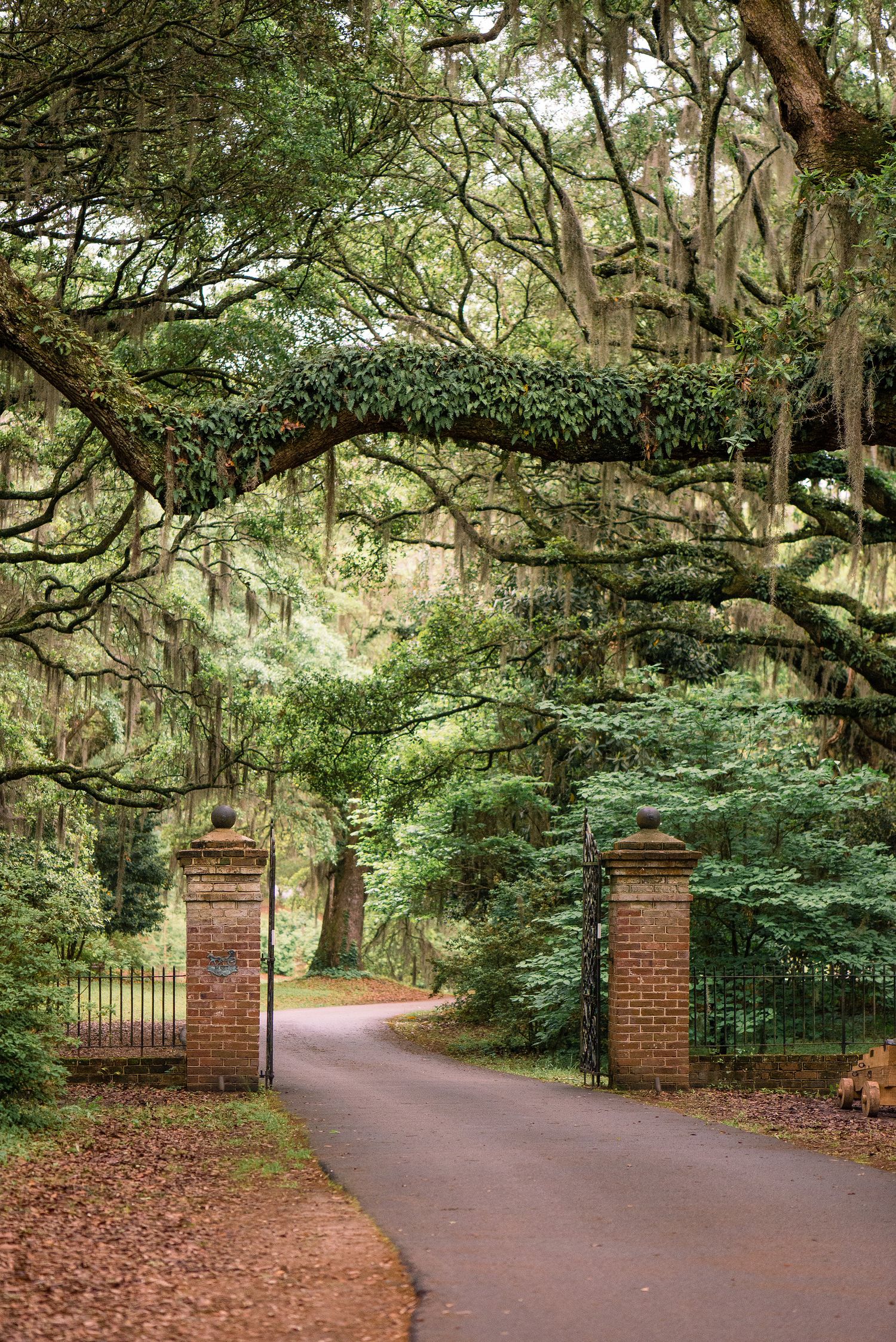 A curved driveway entrance with red brick pillars and wrought iron gates framed by overhanging oak trees and Spanish moss.