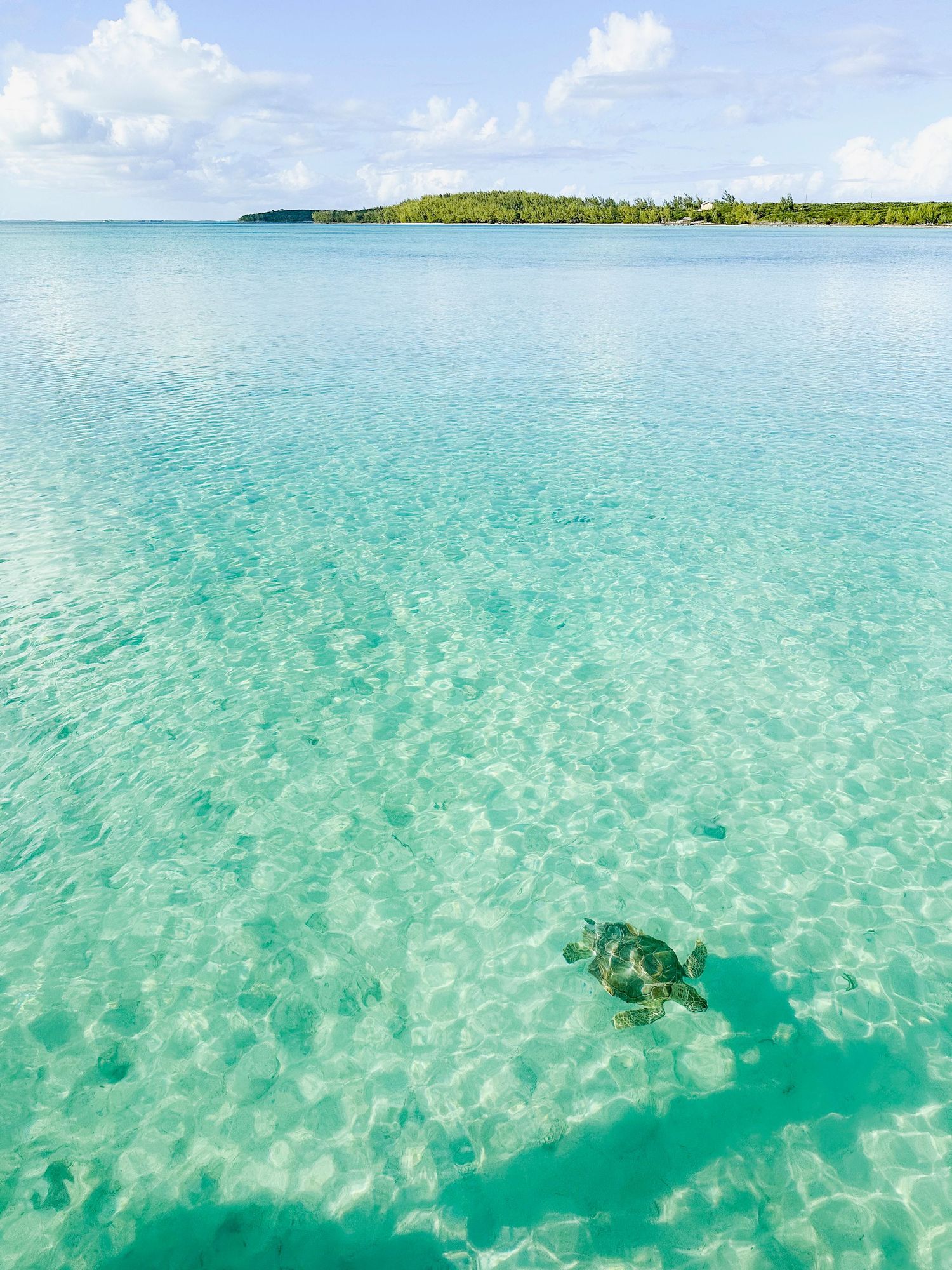 Sea turtle swimming in crystal clear turquoise waters near Eleuthra and Harbour island bahamas