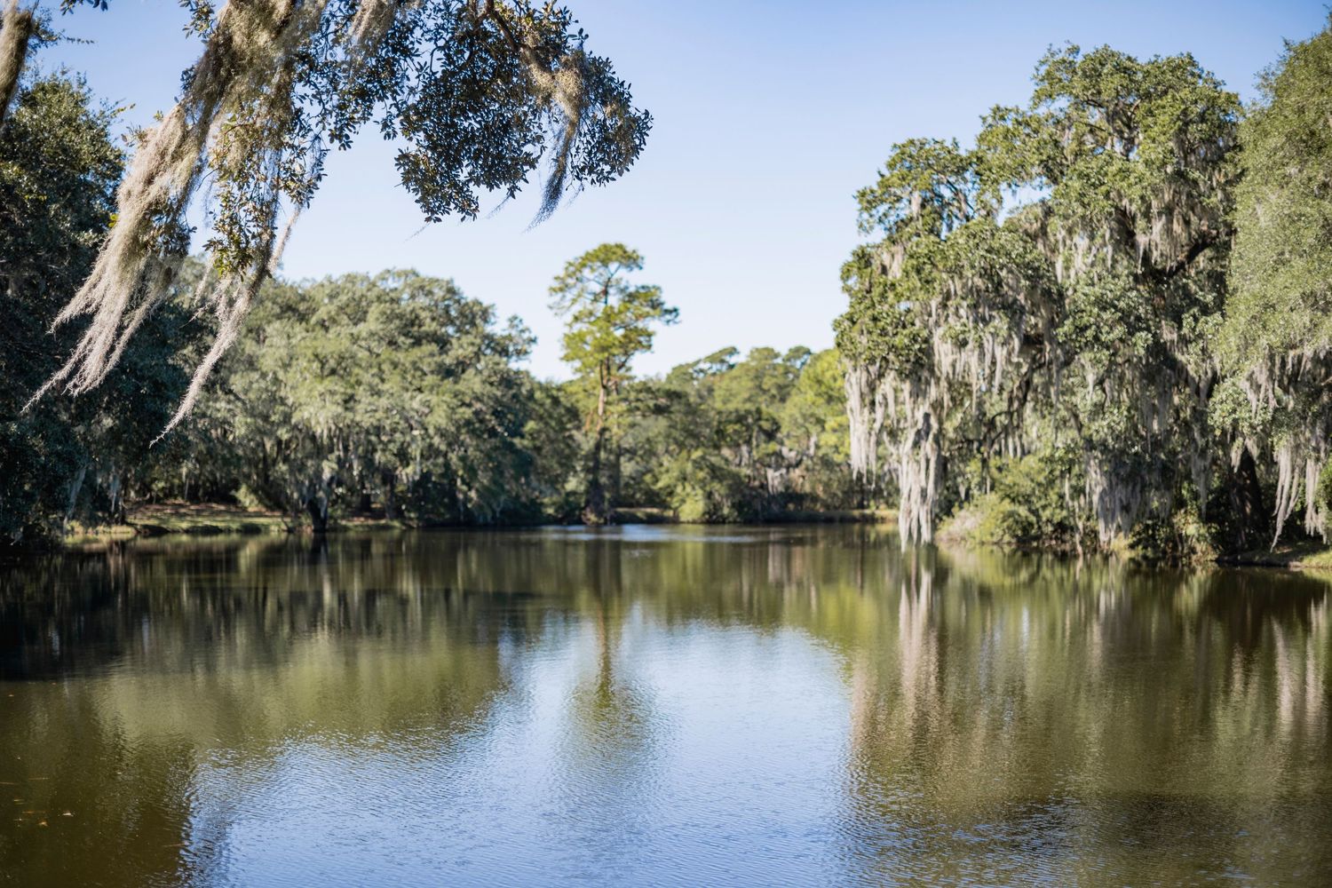 Spanish moss hangs from oak trees along a tranquil bayou in the American South.