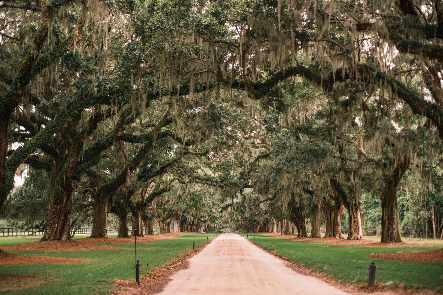 A scenic dirt path lined with majestic oak trees draped in Spanish moss creates a natural archway in the South.