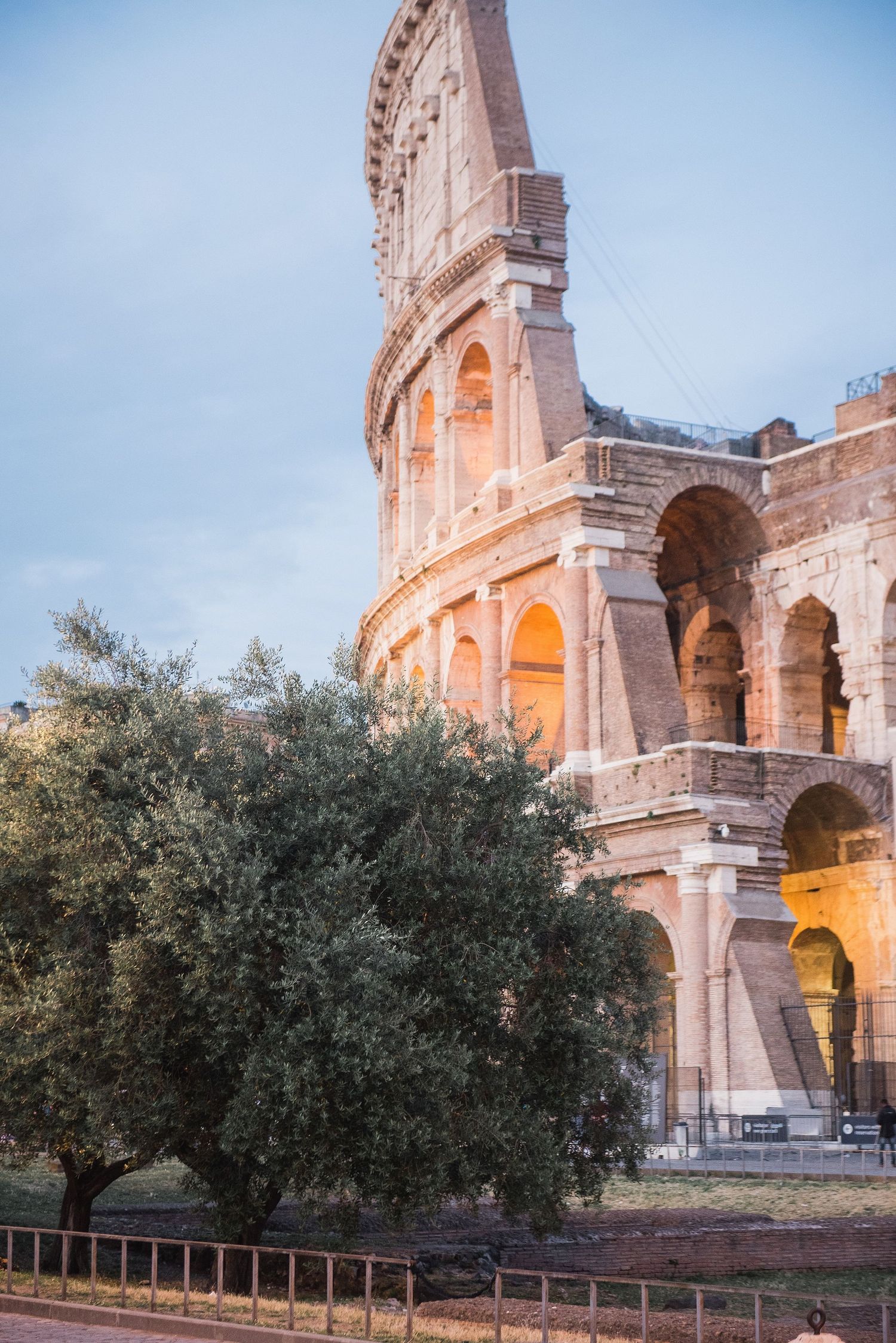 Ancient Roman Colosseum exterior with illuminated arches and an olive tree in the foreground during golden hour.