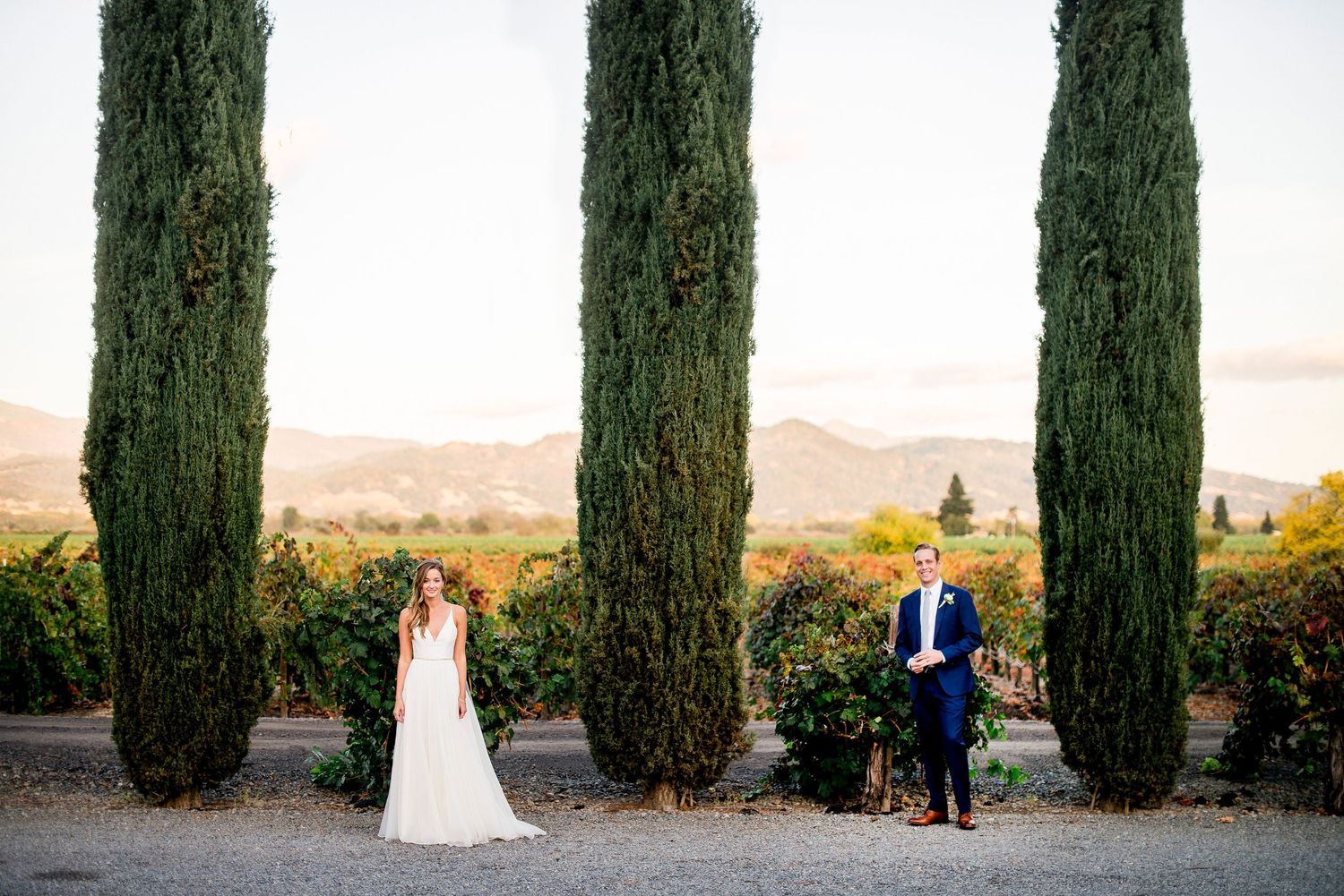 A row of tall cypress trees line up against a light background creating a dramatic natural frame.