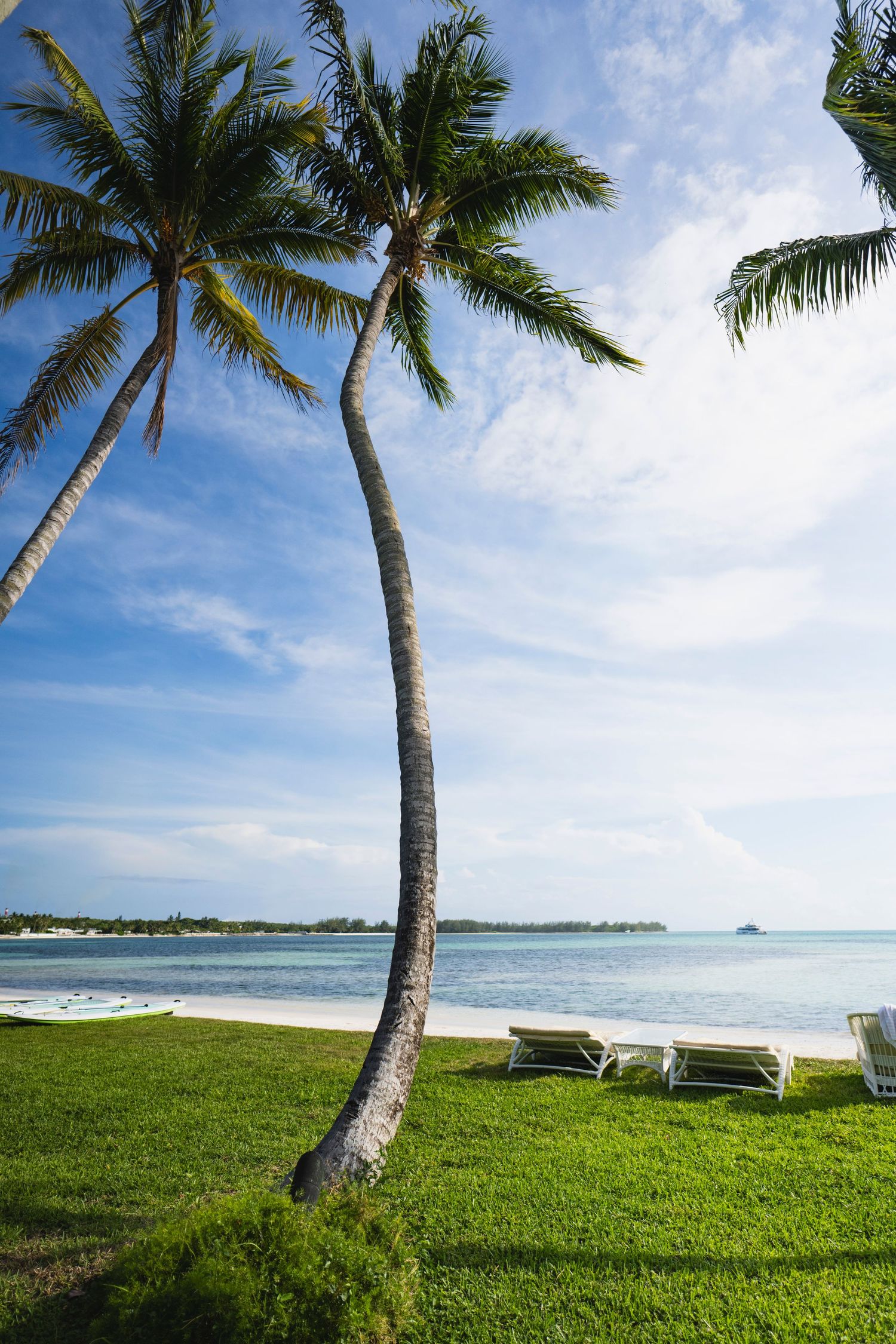 Palm trees lean over green grass with beach chairs overlooking a tropical ocean view under blue skies.