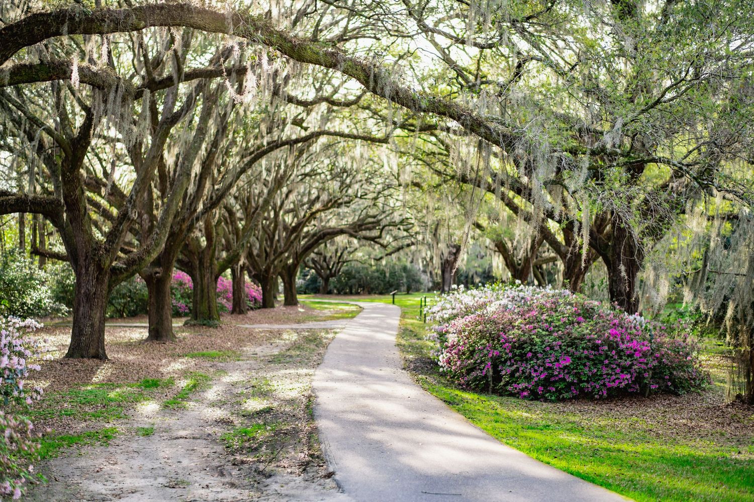 A scenic tree-lined dirt path with blooming azalea flowers and Spanish moss creating a natural archway.